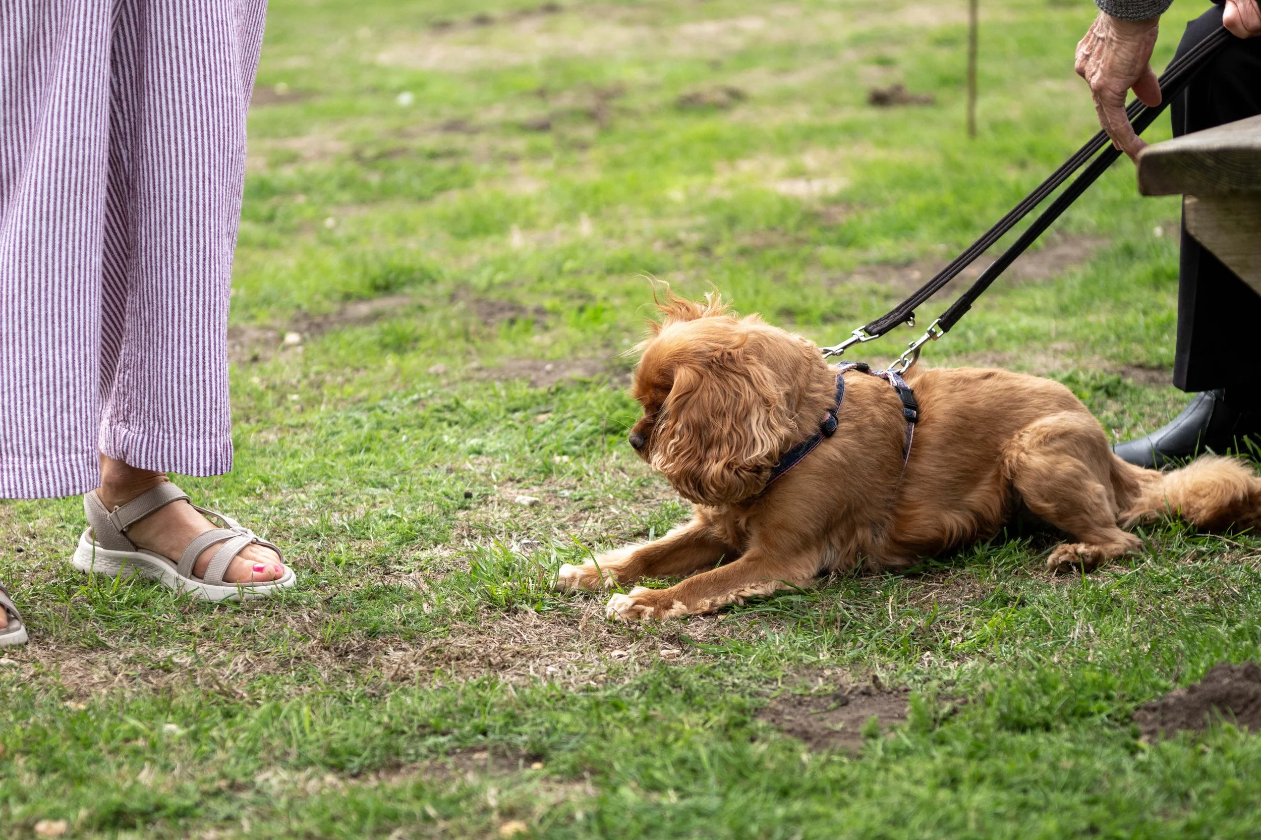 True Lovers Knot Dog Show 2026