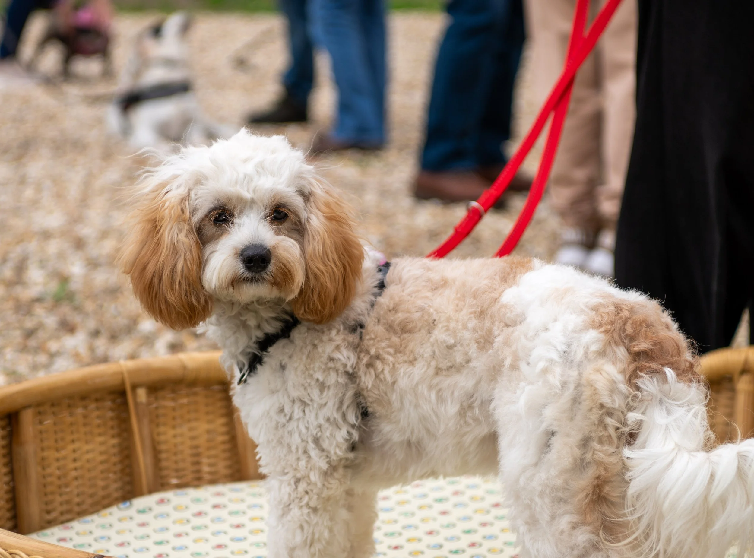True Lovers Knot Dog Show 2026