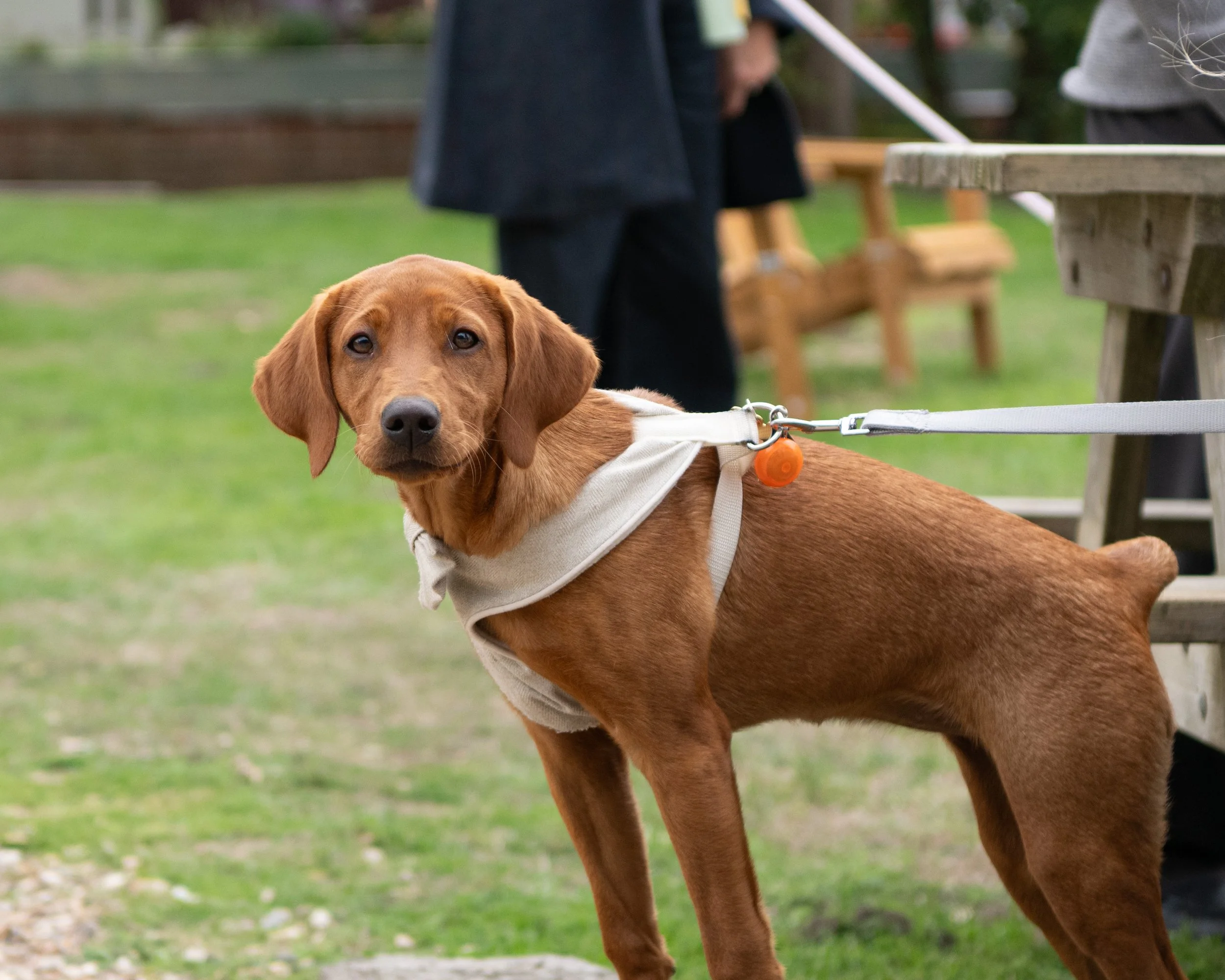 True Lovers Knot Dog Show 2026