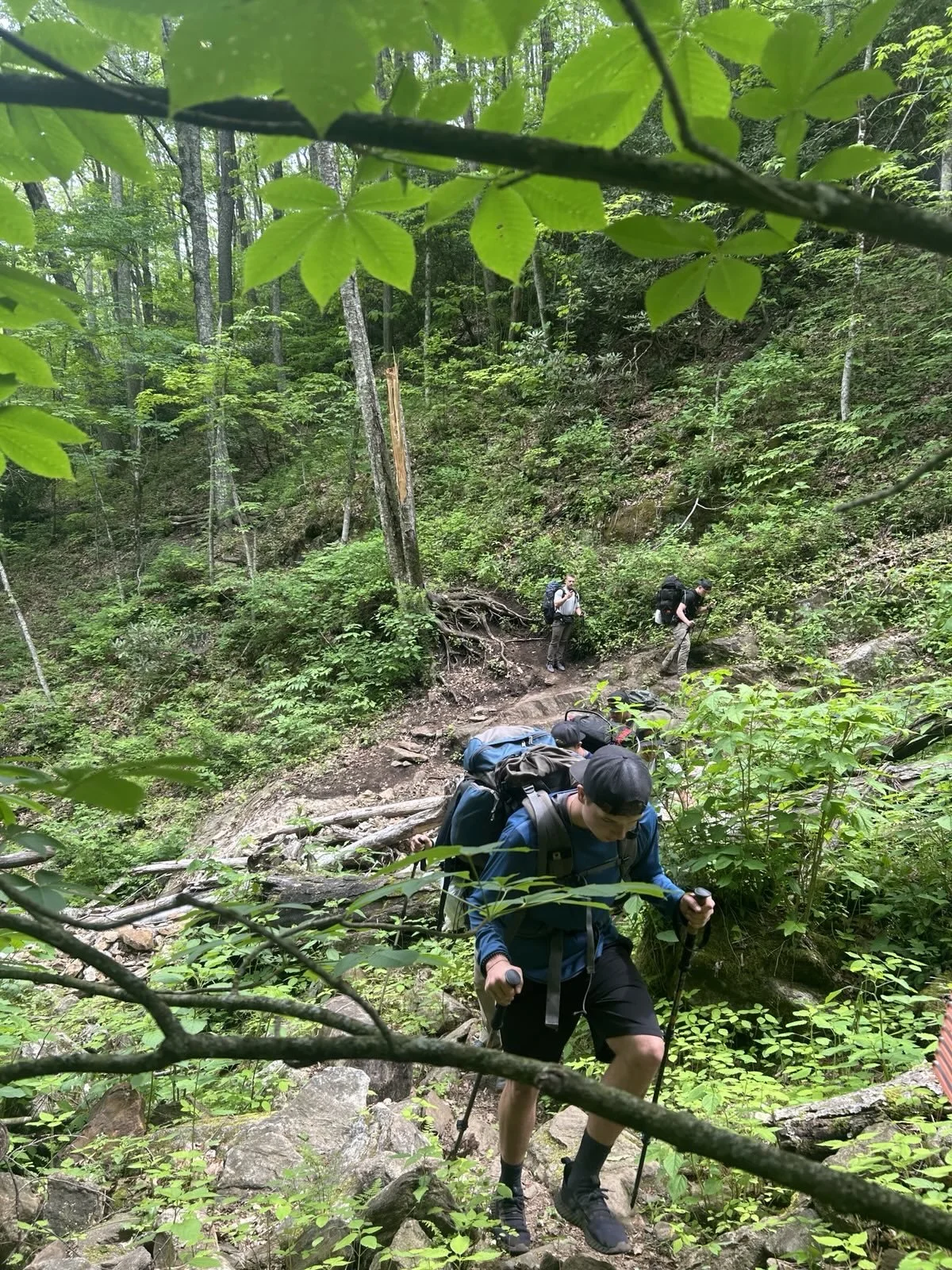 A group of hikers trekking through a dense green forest, using trekking poles and carrying backpacks on a rocky, wooded trail.