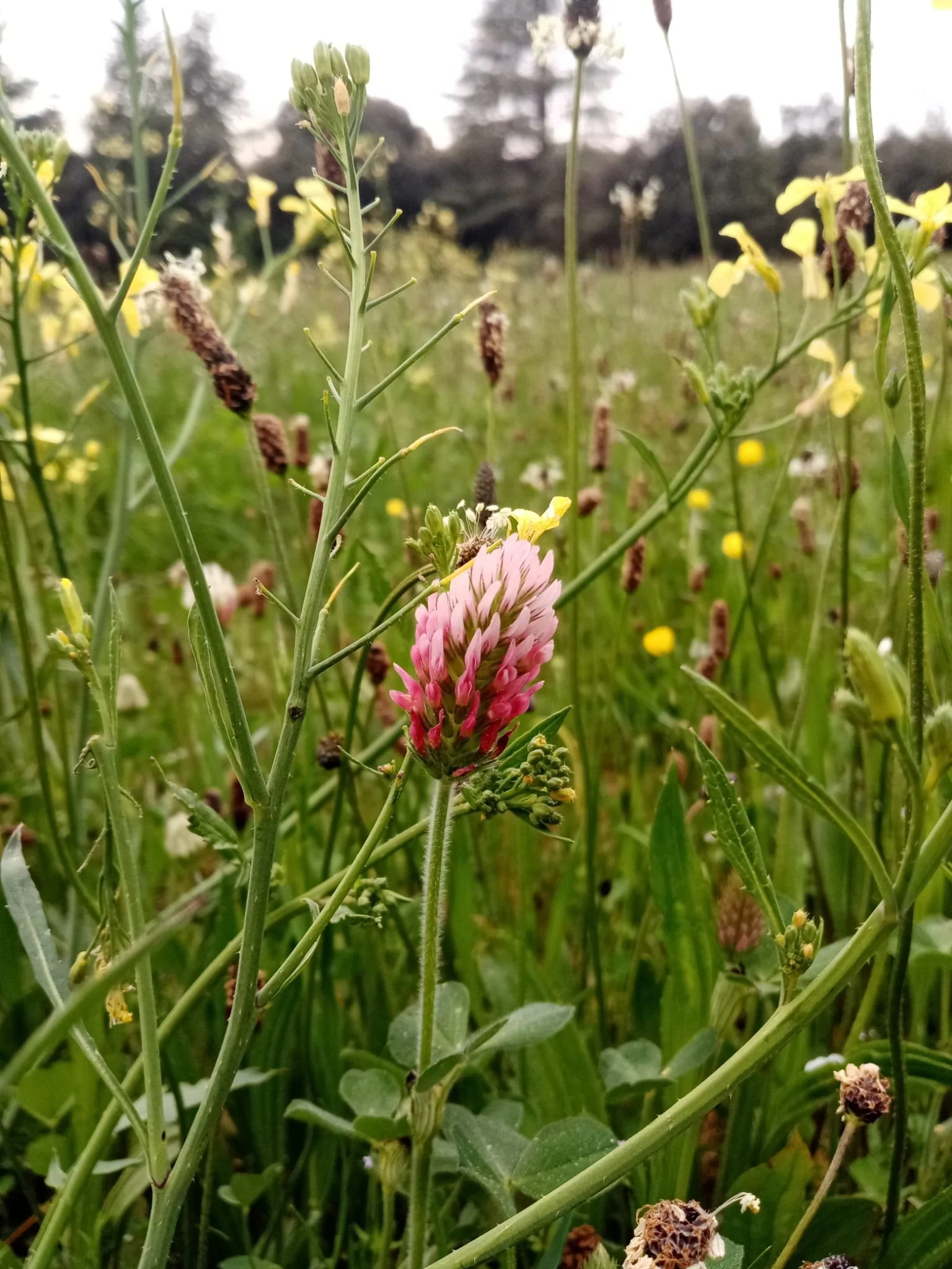 WhatsApp Image 2026-01-29 at 20.53.23 (1).jpeg