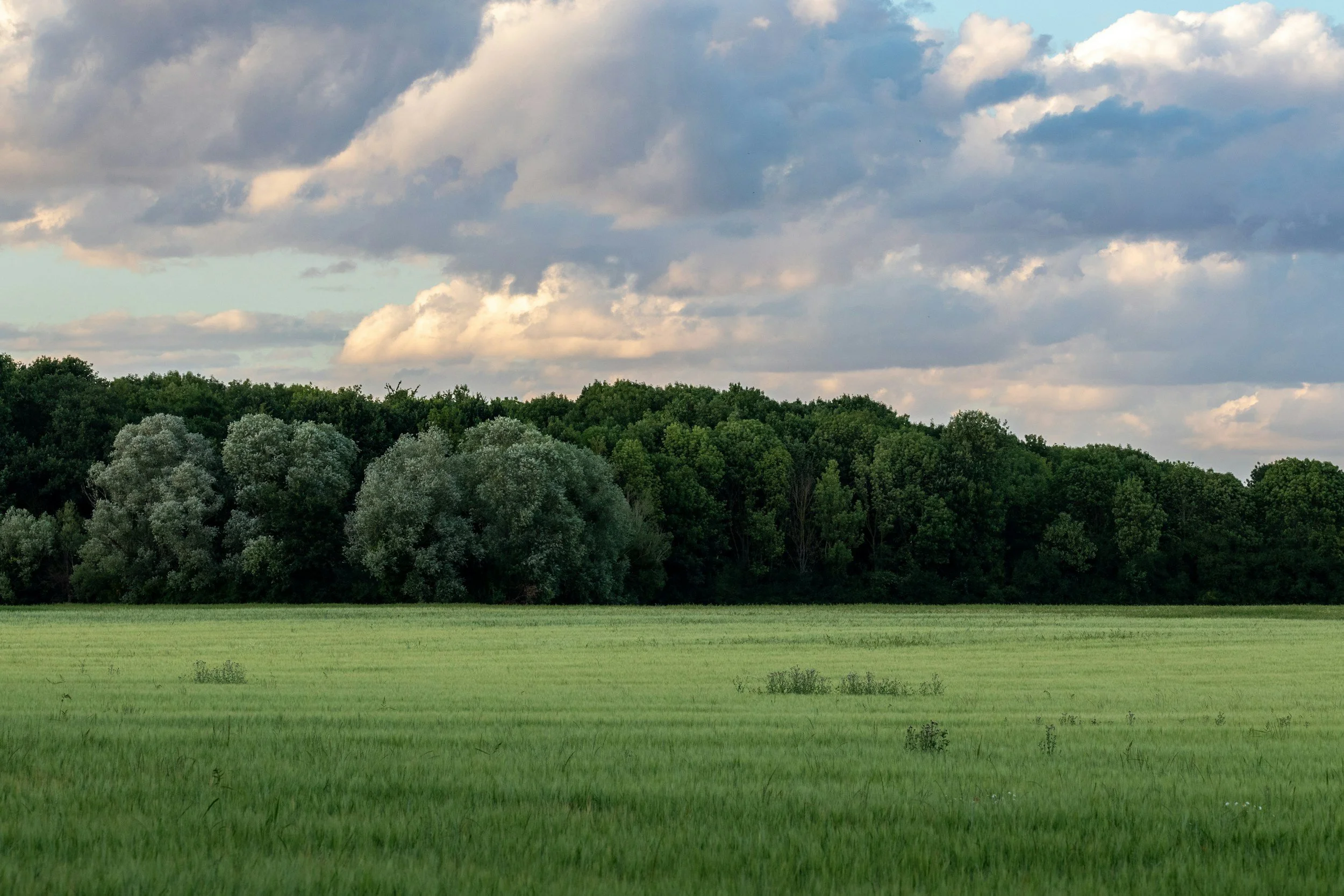 A landscape featuring a green grassy field in the foreground, a dense line of trees in the middle ground, and a partly cloudy sky overhead.