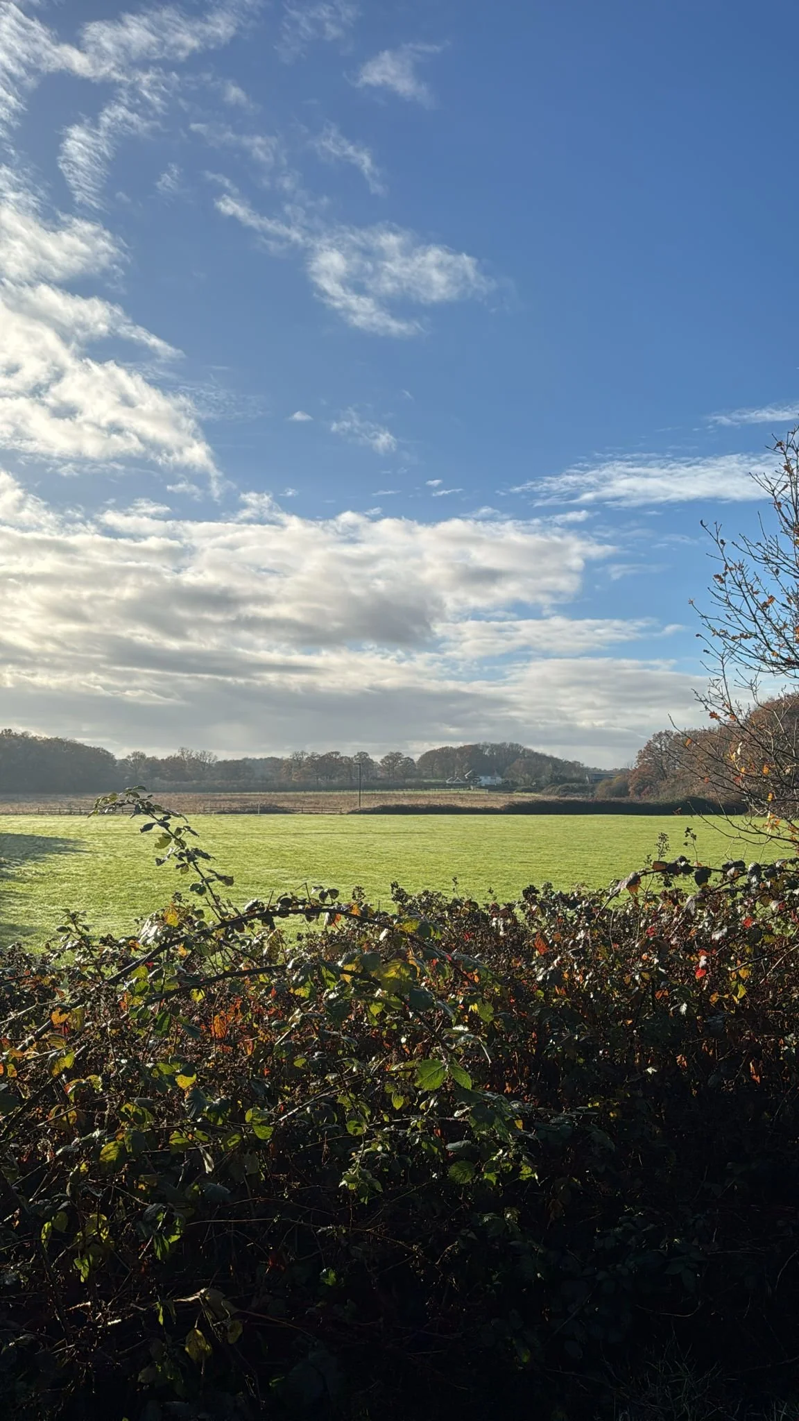 Near Wild Field View.jfif