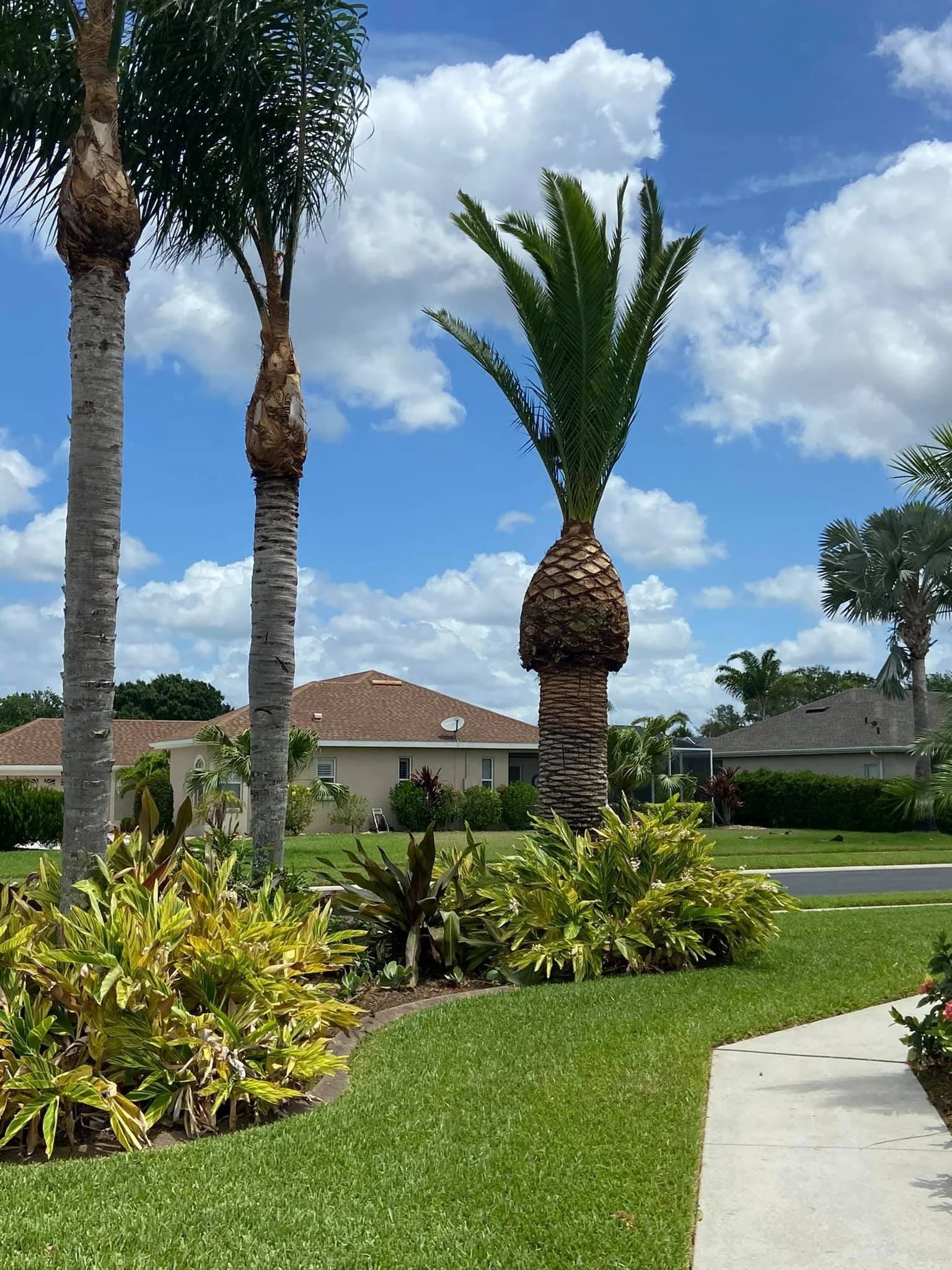 A residential neighborhood with palm trees, lush green grass, and colorful plants, under a partly cloudy blue sky.