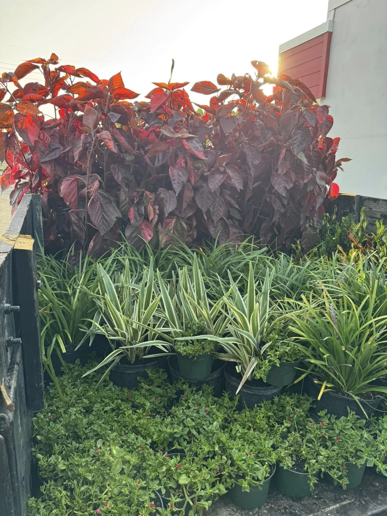 LD Lifestyles trailer filled with hundred of plants to deliver to a Port Charlotte home.