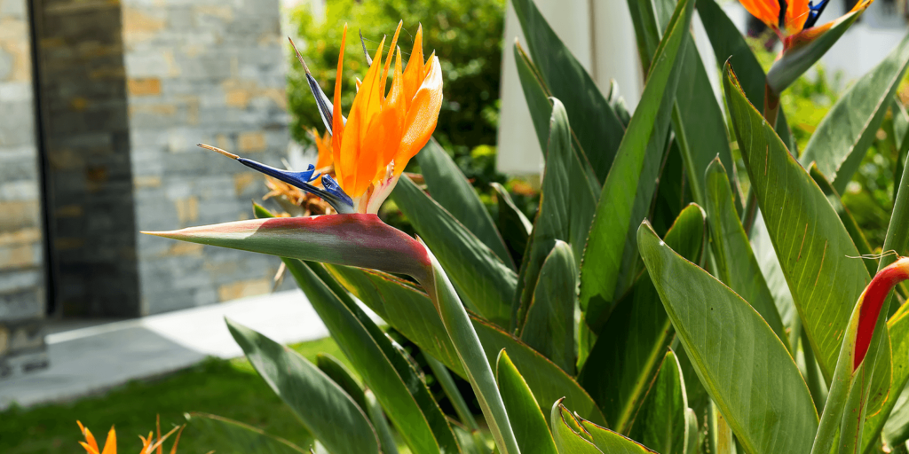 Thriving heliconias installed by LD Lifestyles in Punta Gorda, Fl.