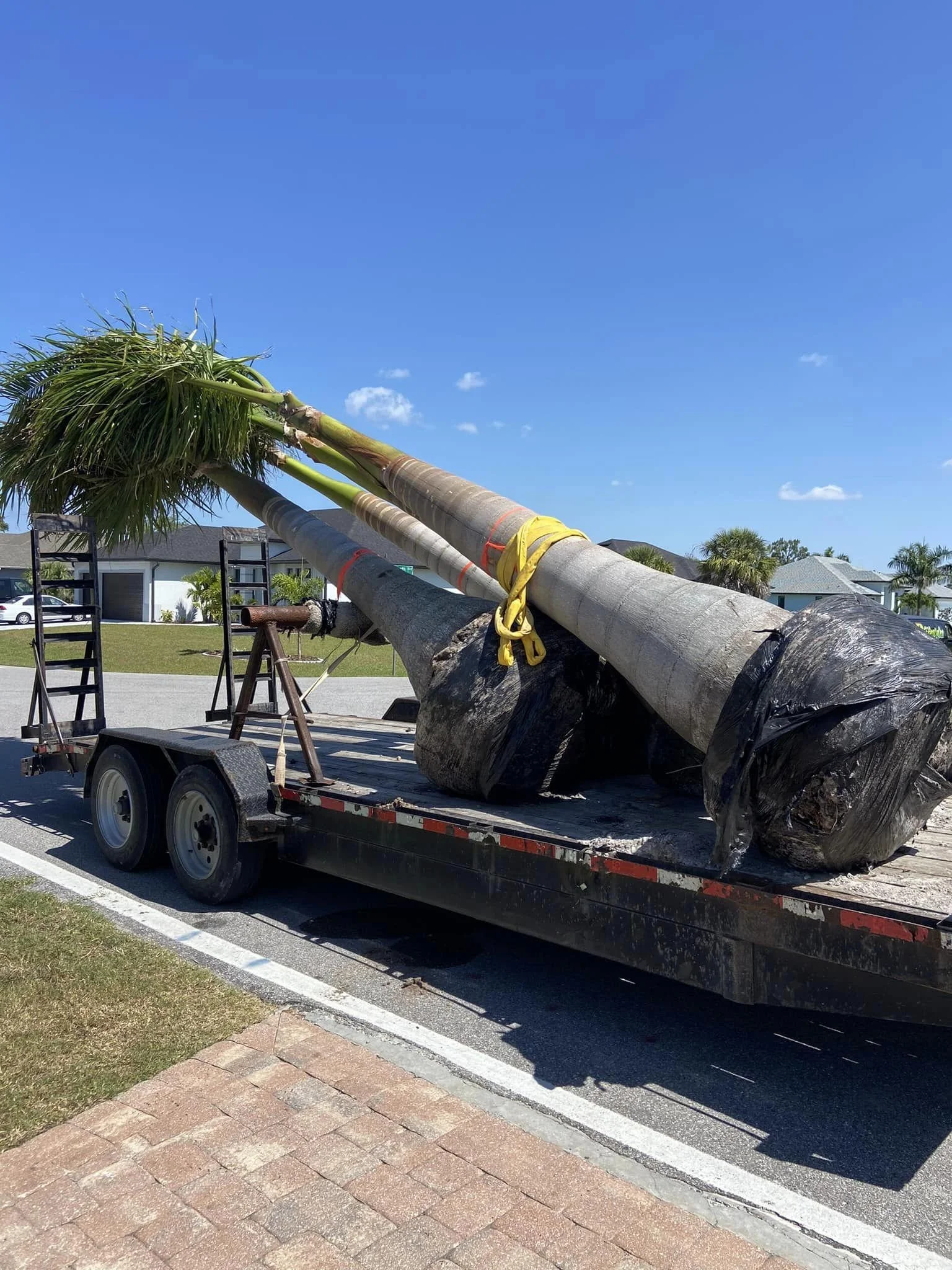LD Lifestyles flat bed trailer with a very large Royal Palm tree parked in front of a clients home in Port Charlotte Florida.