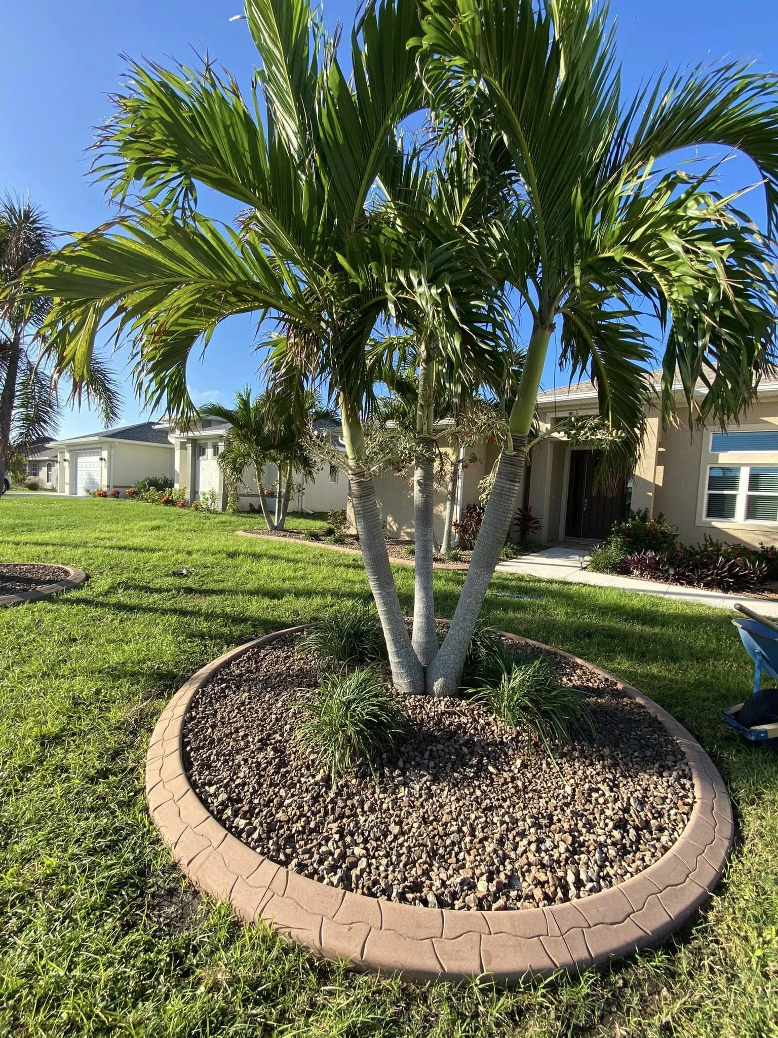 A palm tree planted in a circular concrete curbing bed at Port Charlotte home by LD Lifestyles.