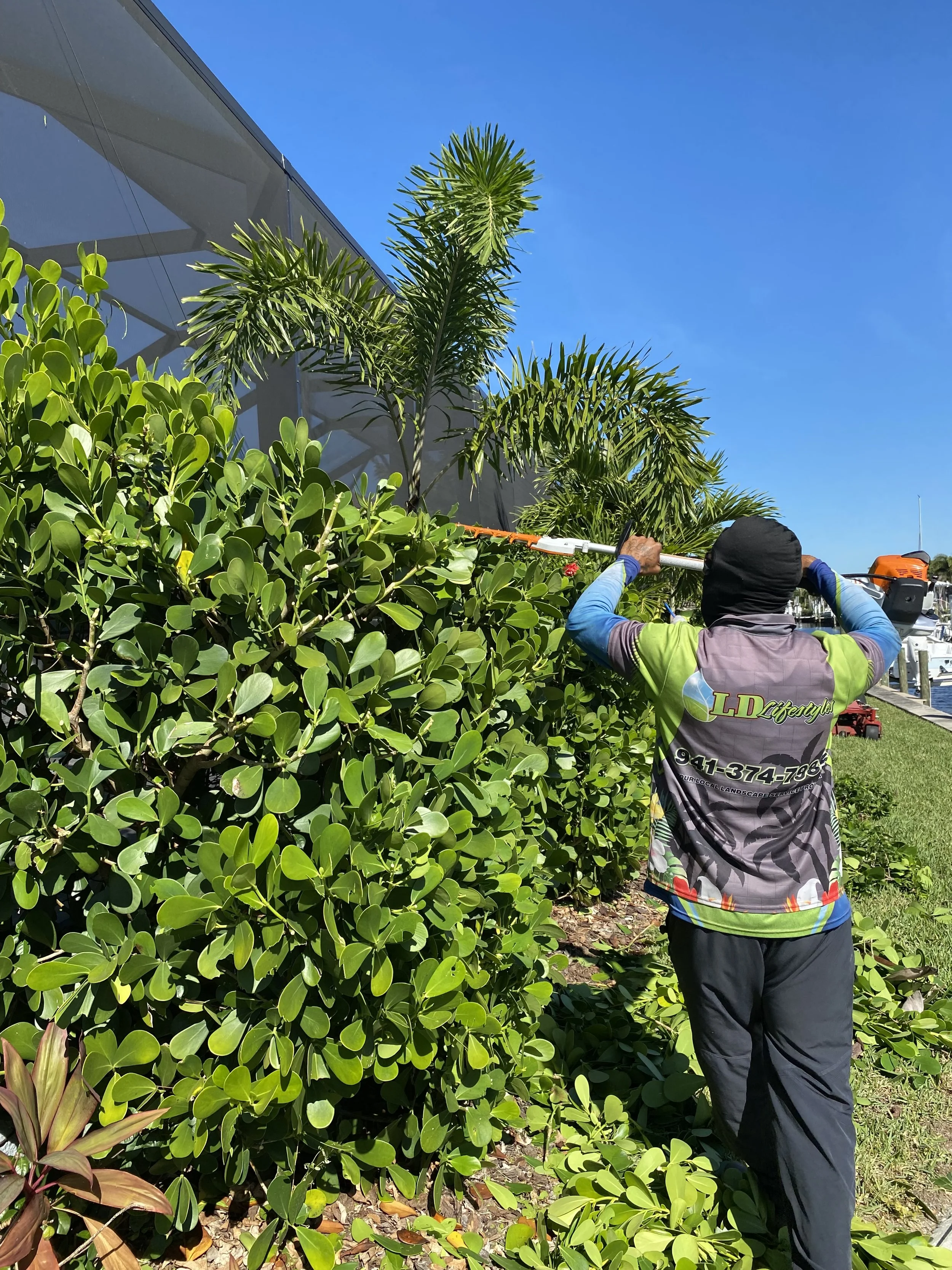 LD Lifestyles team trimming Clusias for HOA community in Punta Gorda.