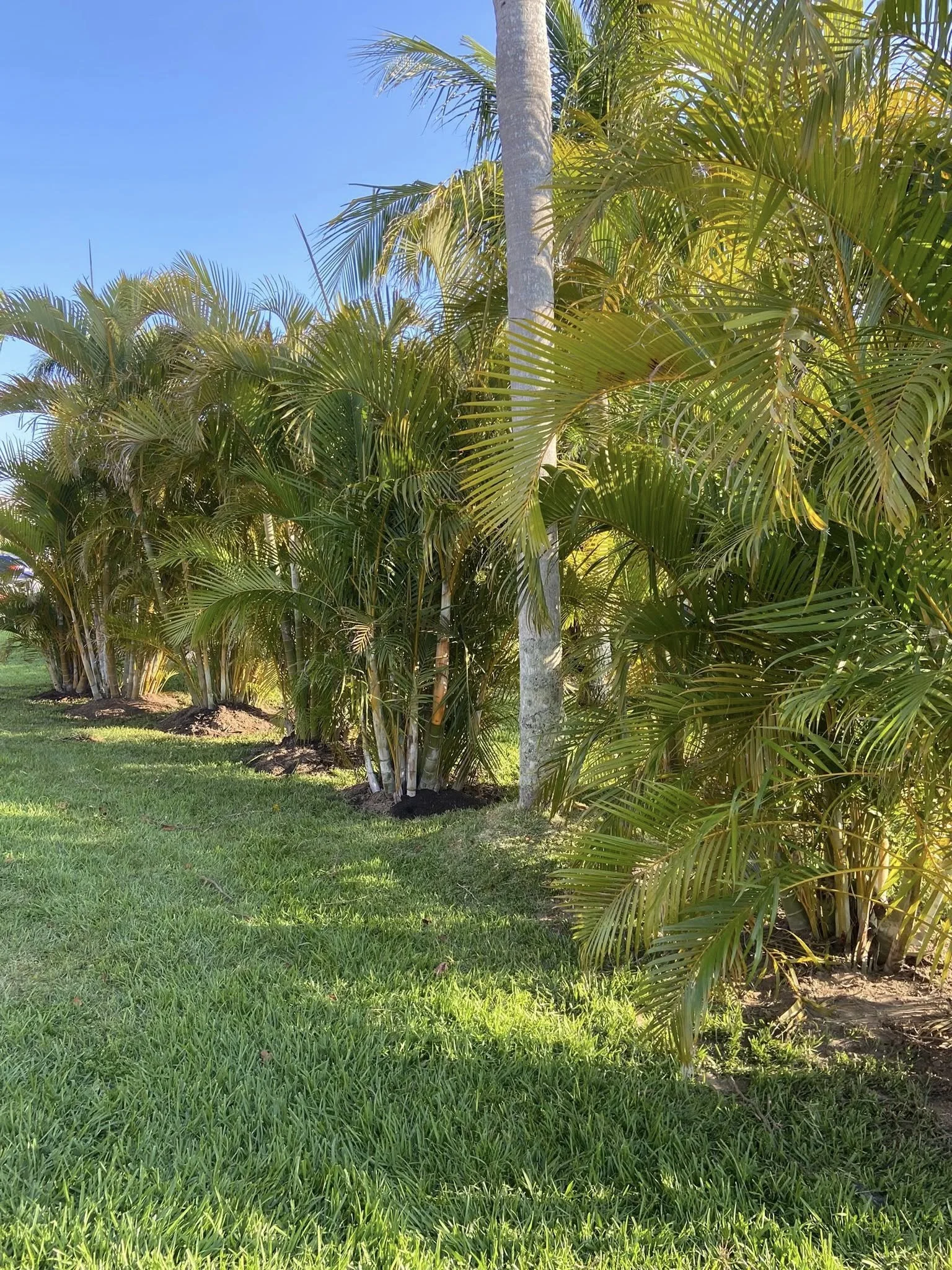Privacy Areca Palm Tree LD Lifestyles.jpg