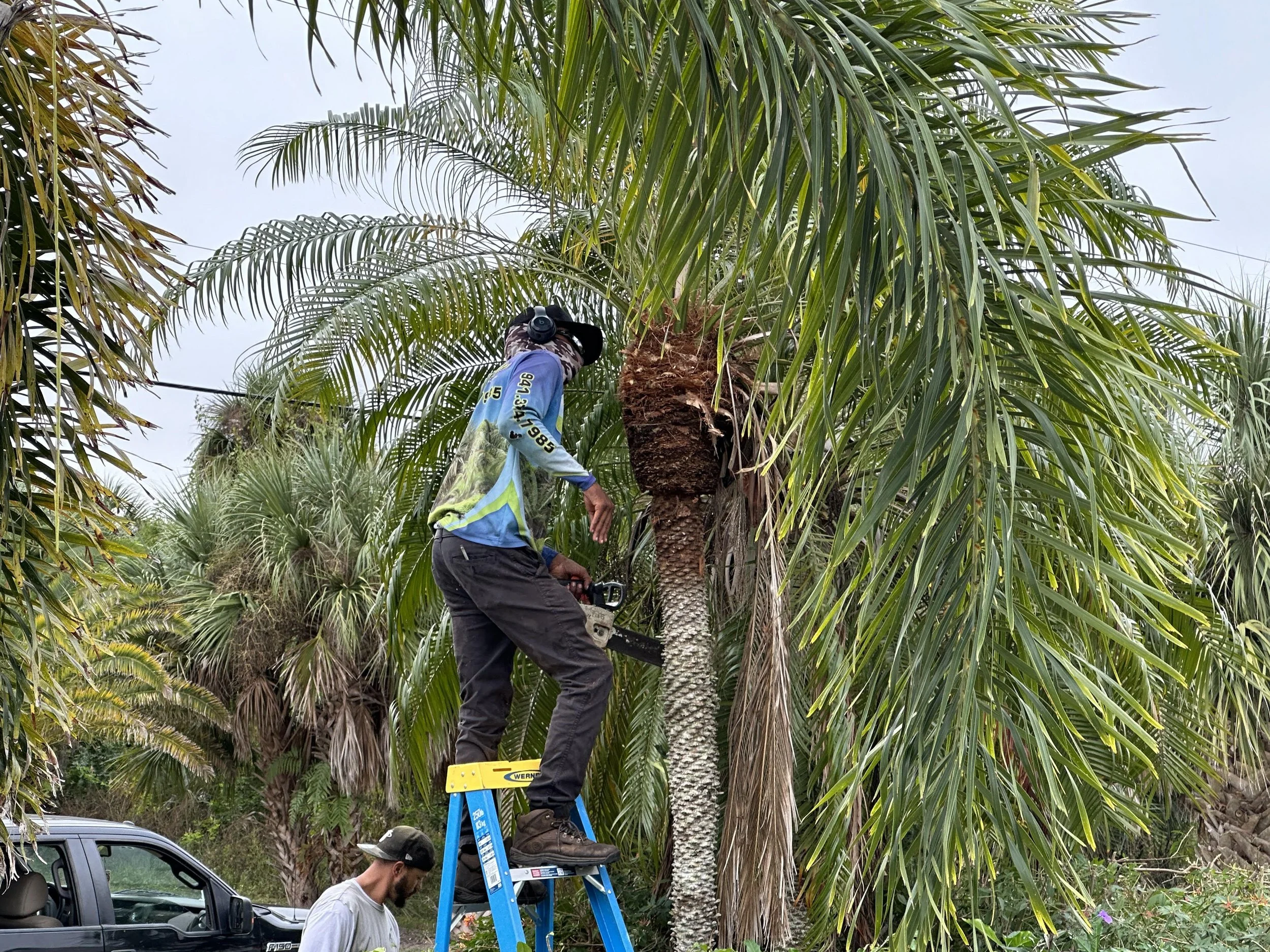 Pygmy Palm Tree in the process of being trimmed by LD Lifestyles team.