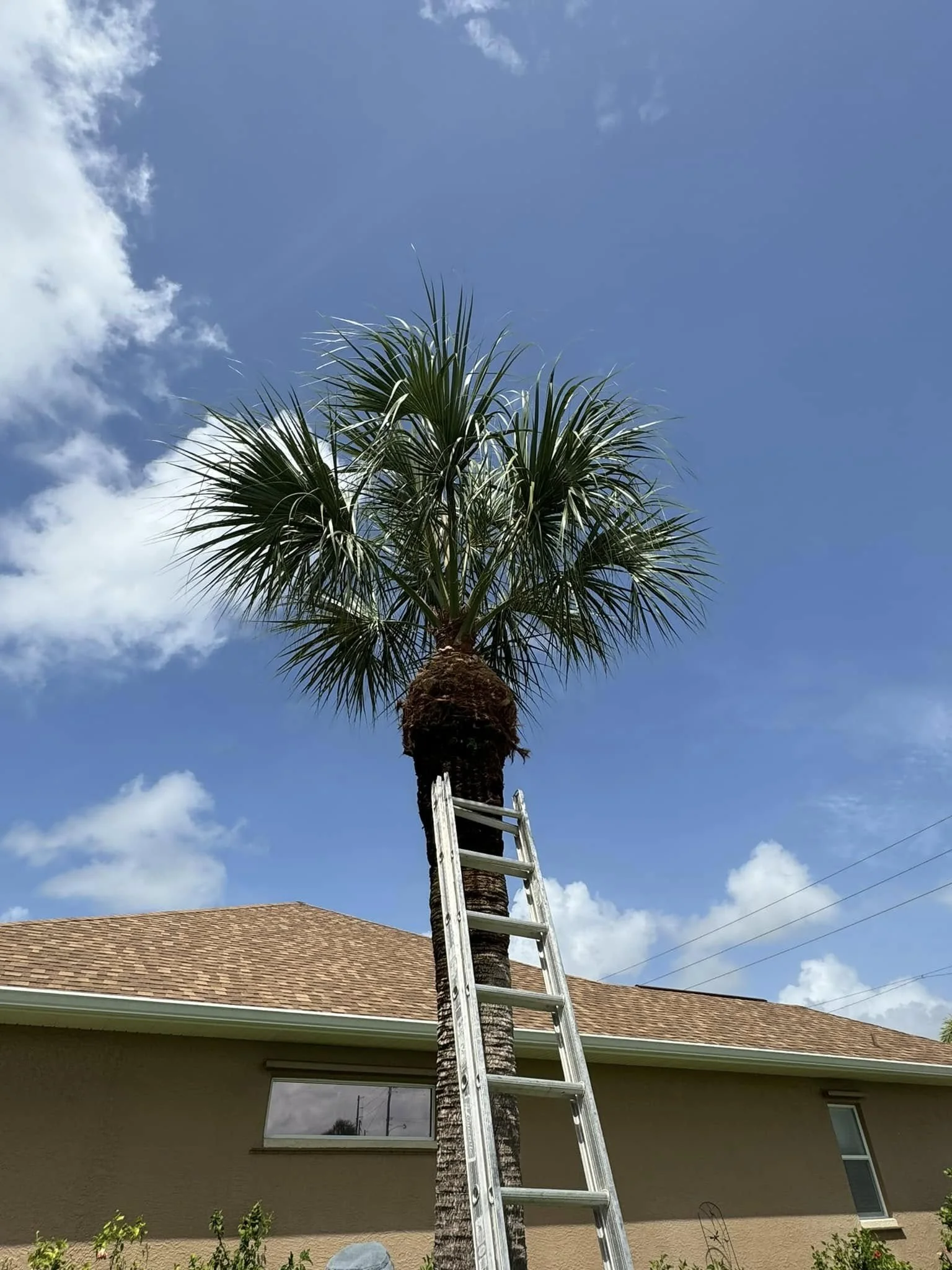 Palm tree trim in North Port, FL by LD Lifestyles.