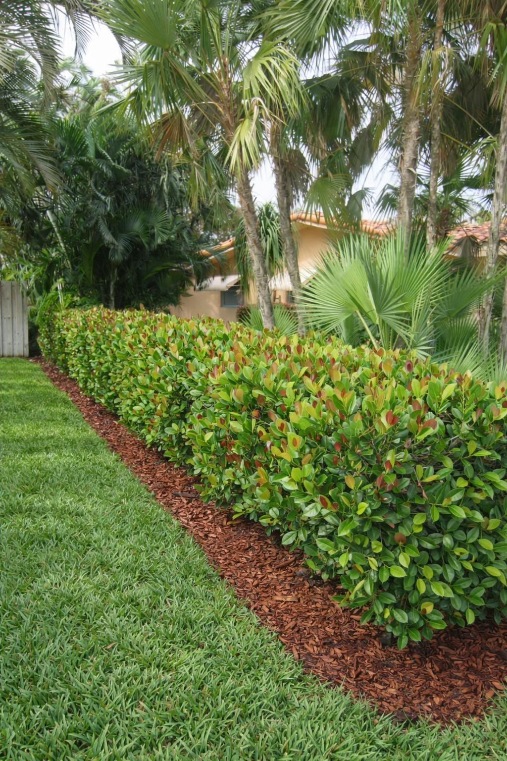 Hedge line installed and maintained by LD Lifestyles  in North Port, Florida.