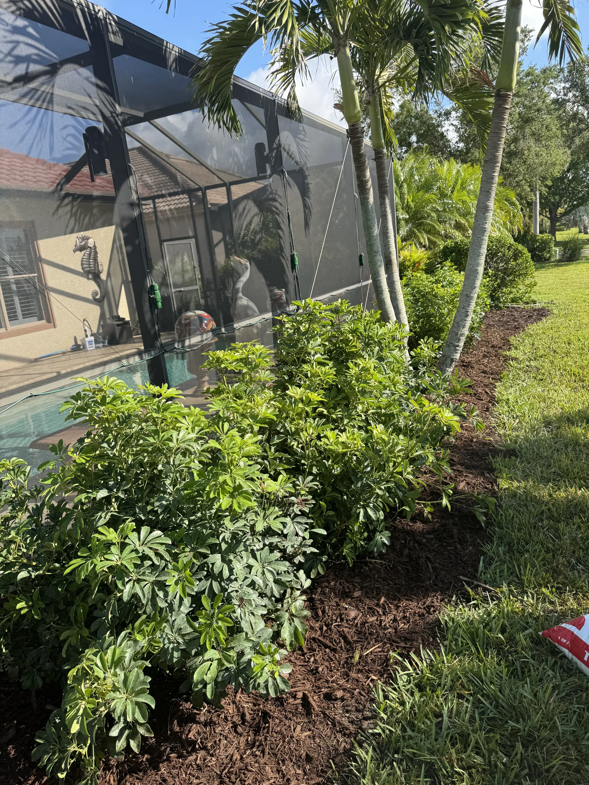 Pool Cage Privacy Hedges 