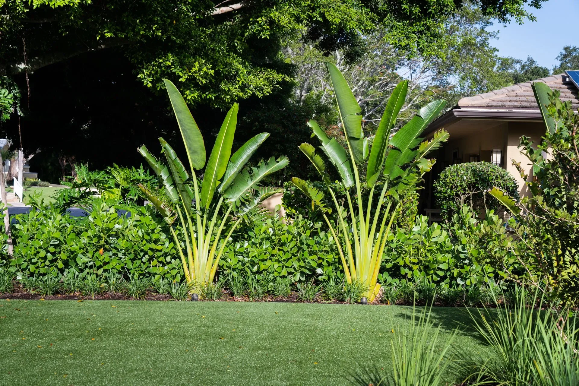 Privacy hedge line designed and installed by LD Lifestyles in Port Charlotte, FL.