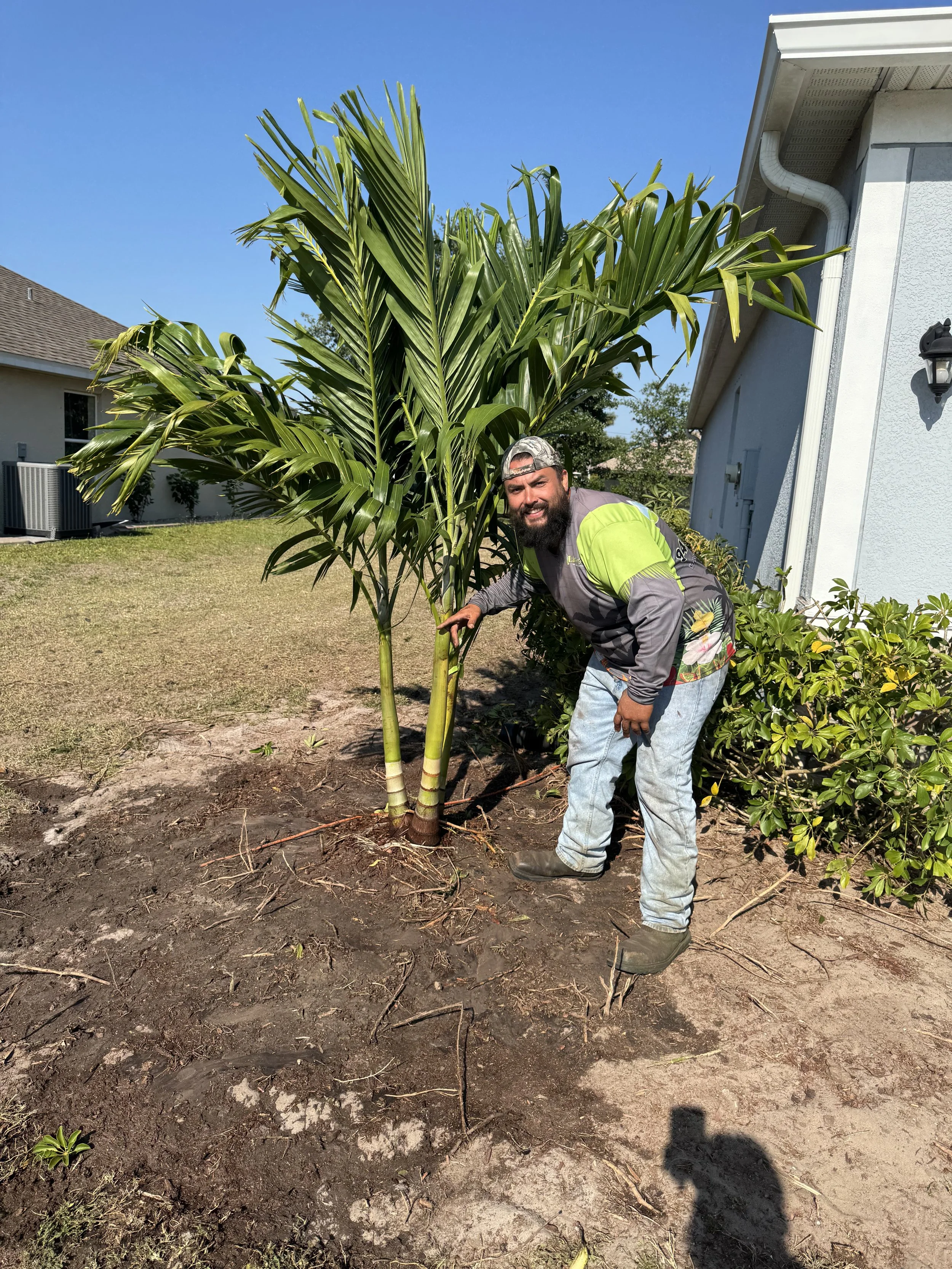 LD Lifestyles landscaper installing a Christmas Palm tree in Punta Gorda Florida.