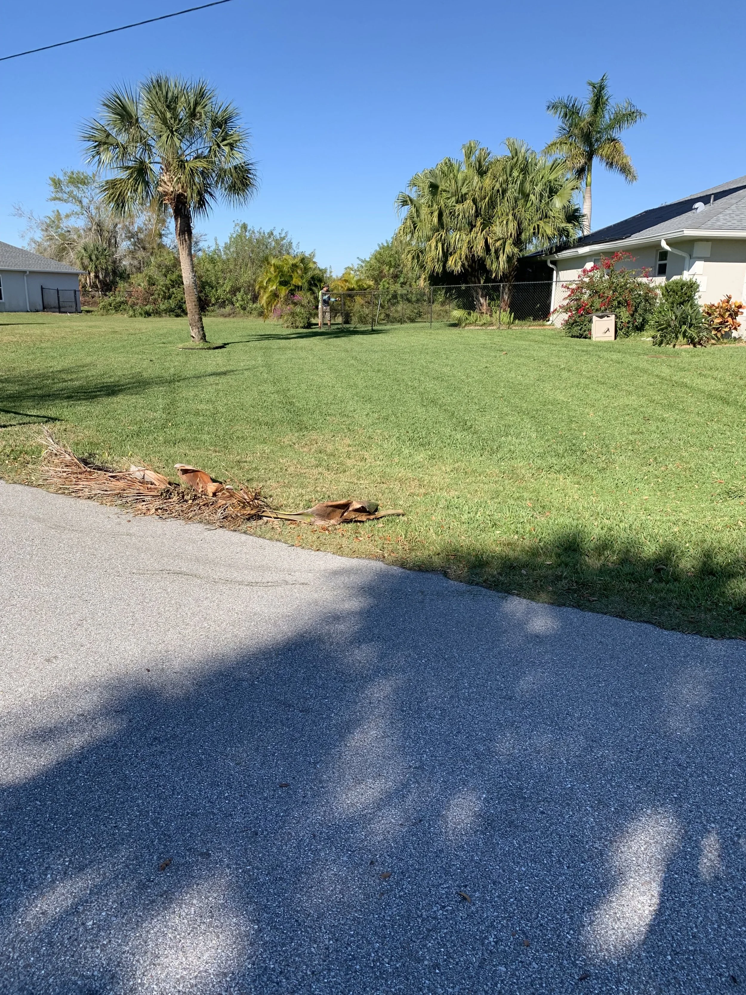 A suburban yard with green grass, palm trees, and flowering bushes. A house with a gray roof is visible on the right, and a chain-link fence surrounds the yard. The sky is clear and blue, and there are shadows on the pavement in the foreground.