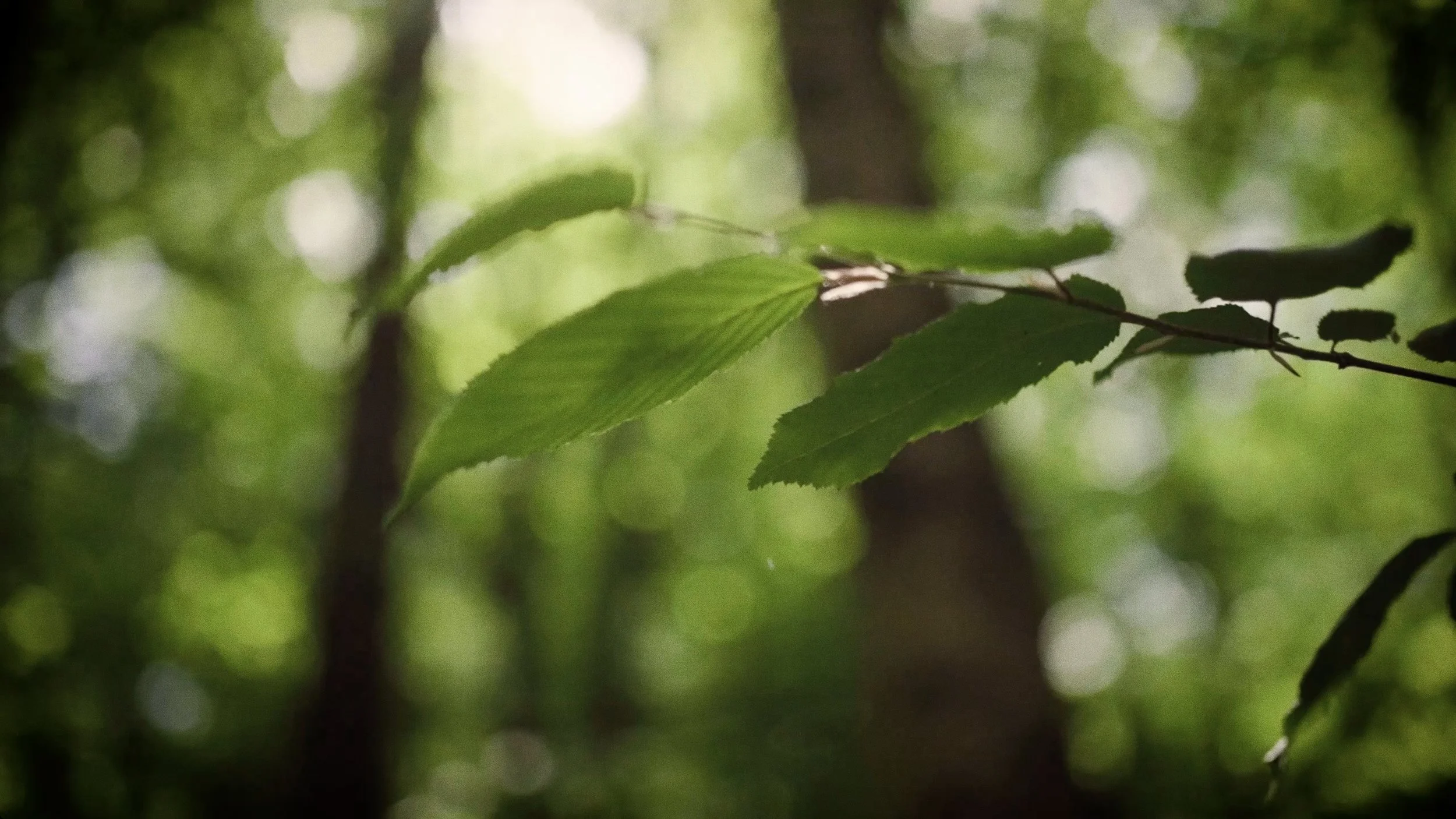 Home Page Fallback Image.jpg