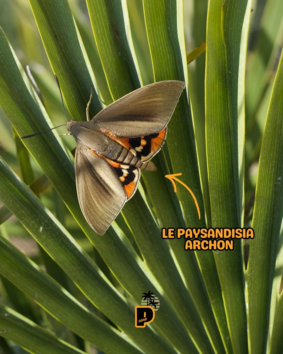 Le paysandisia archon n&rsquo;est pas un insecte &ldquo;local&rdquo;.
Il est arriv&eacute; en France dans les ann&eacute;es 90/2000, avec l&rsquo;importation de palmiers d&rsquo;Am&eacute;rique du Sud.

Sans pr&eacute;dateur naturel, il s&rsquo;est r