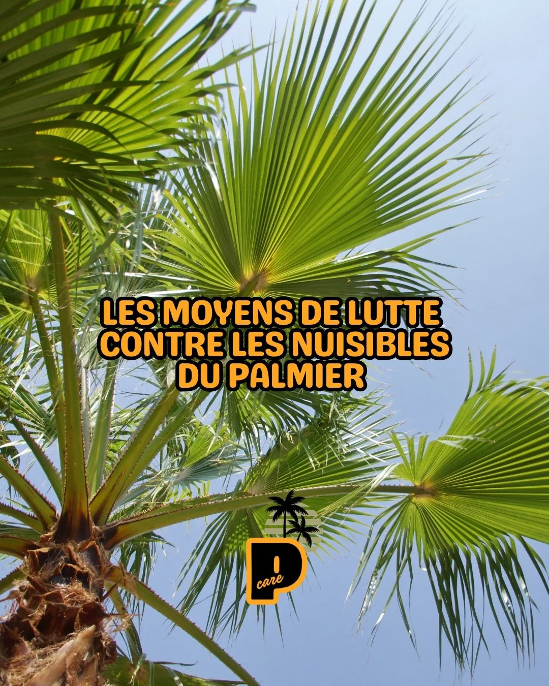 🌴 STOP aux nuisibles du palmier !

Le traitement le plus efficace &agrave; 95% ? 👉 Palmotop.

Un protocole professionnel, une recette 100% bio, et surtout&hellip; des r&eacute;sultats visibles 🌿

✔️ Agit en pr&eacute;ventif
✔️ Prot&egrave;ge durab
