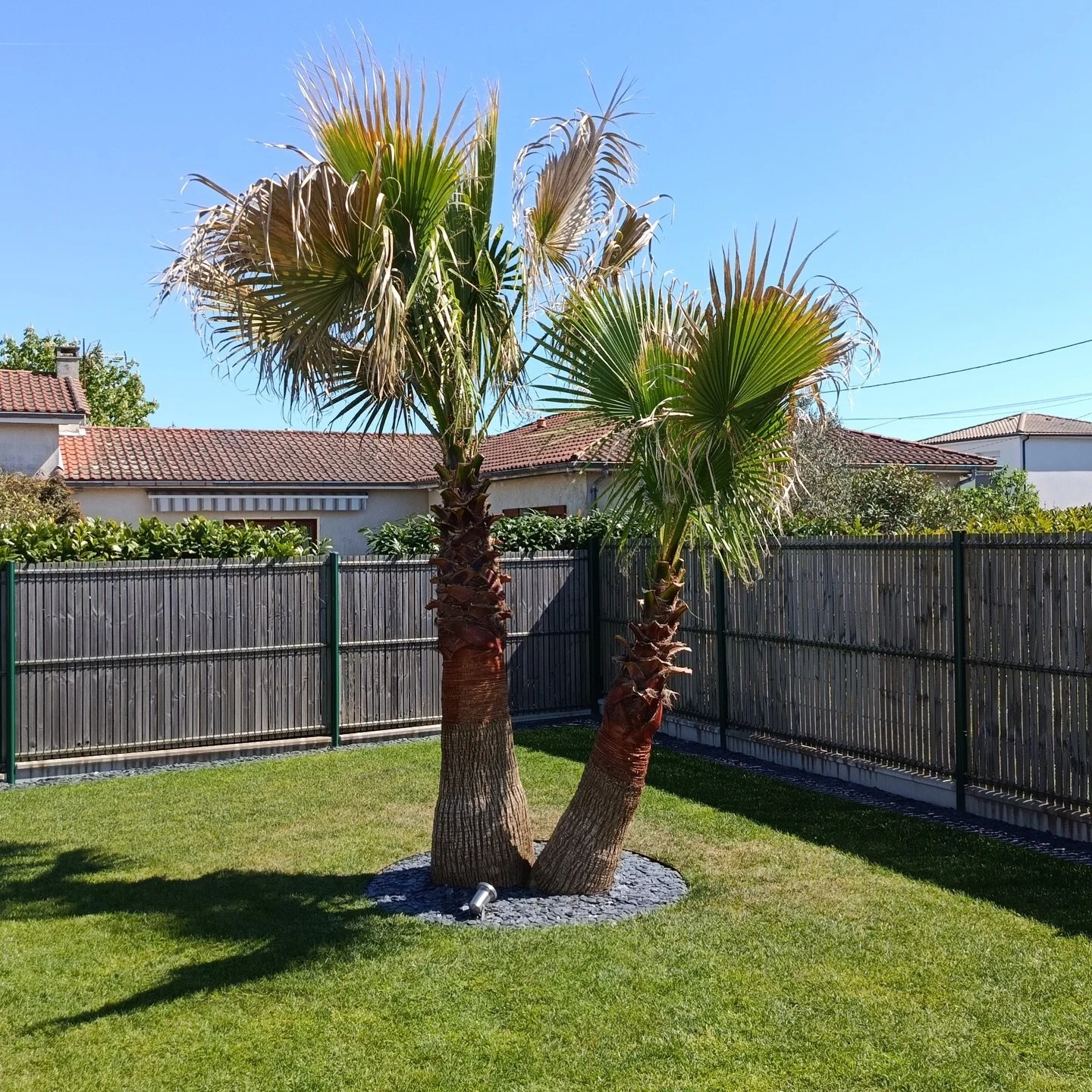 La saison a plus que commenc&eacute;, les plannings se remplissent tr&egrave;s vite ! 🌴
Traitement pr&eacute;ventif ou curatif ?

Prenez rendez-vous rapidement pour &ecirc;tre s&ucirc;r de passer l&rsquo;&eacute;t&eacute; avec un palmier bien prot&e