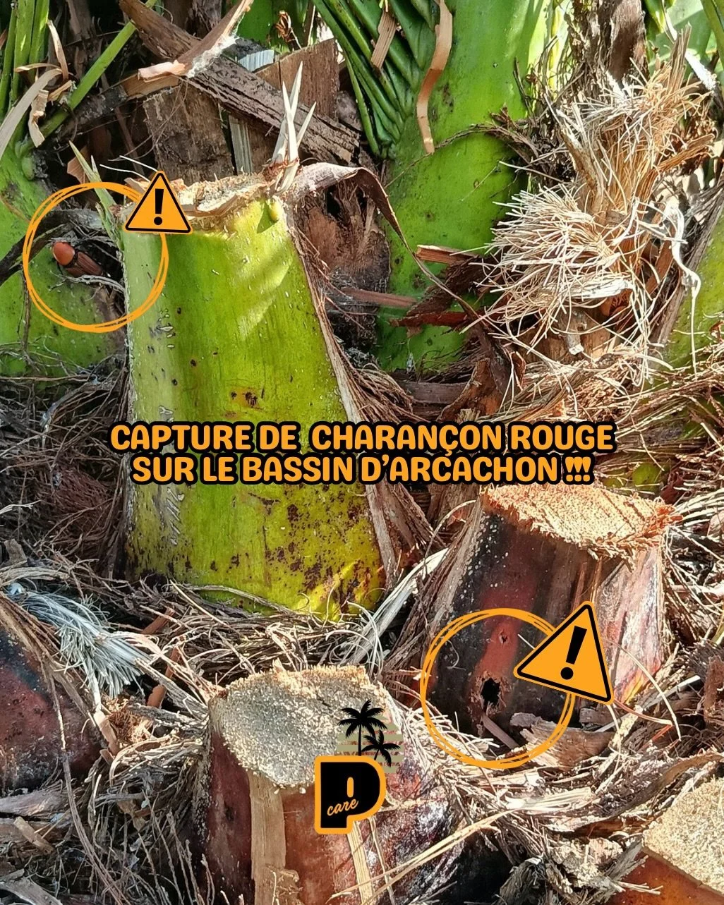 C&rsquo;est le moment de nous contacter ⏰ les plannings se remplissent rapidement alors prenez d&egrave;s maintenant rendez-vous pour prot&eacute;ger vos palmiers 🌴 

Prot&eacute;ger palmier - Attaque palmiers - Gironde - Palmiers -
