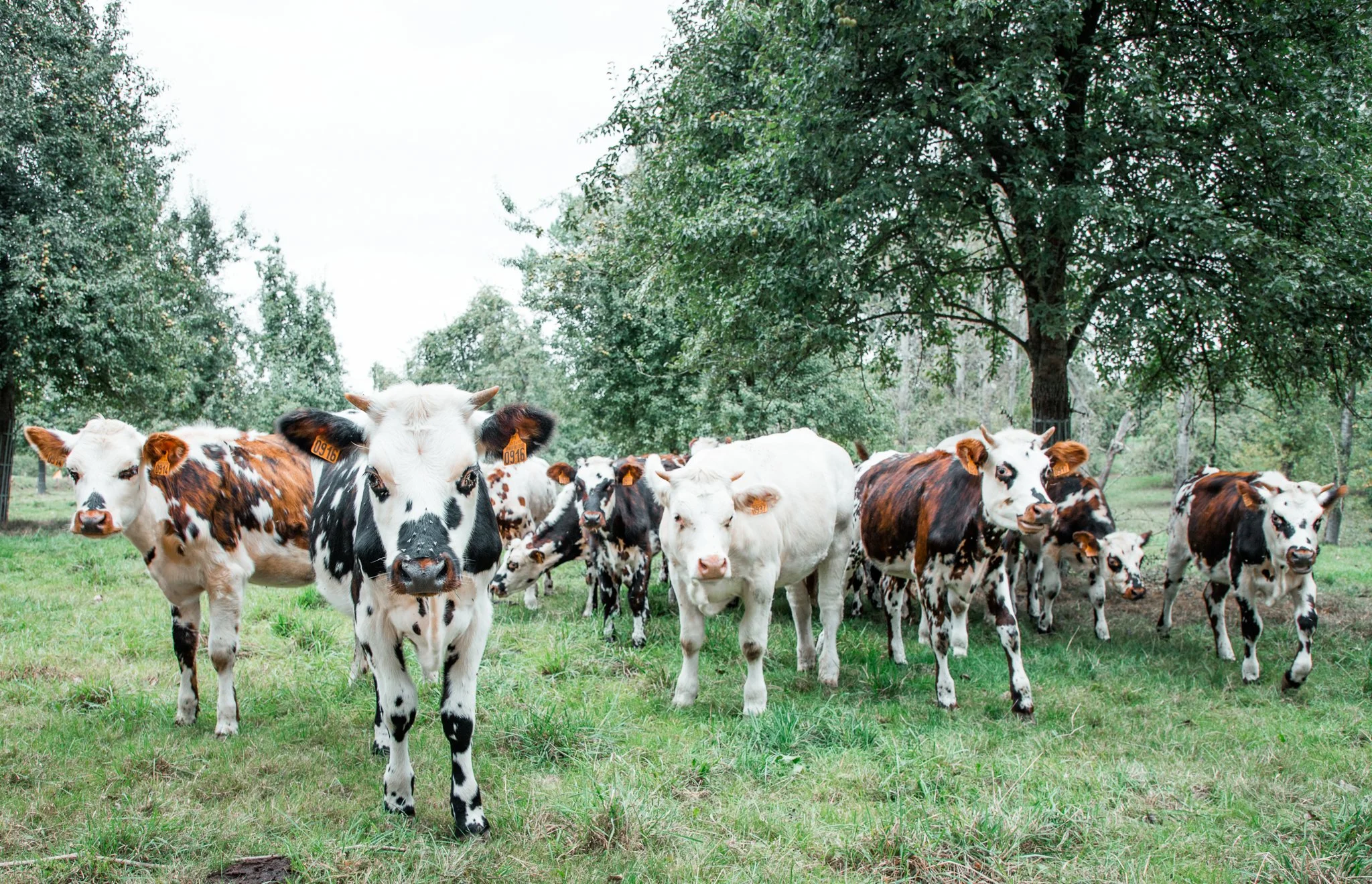A group of cows grazing on a grassy field with trees in the background.