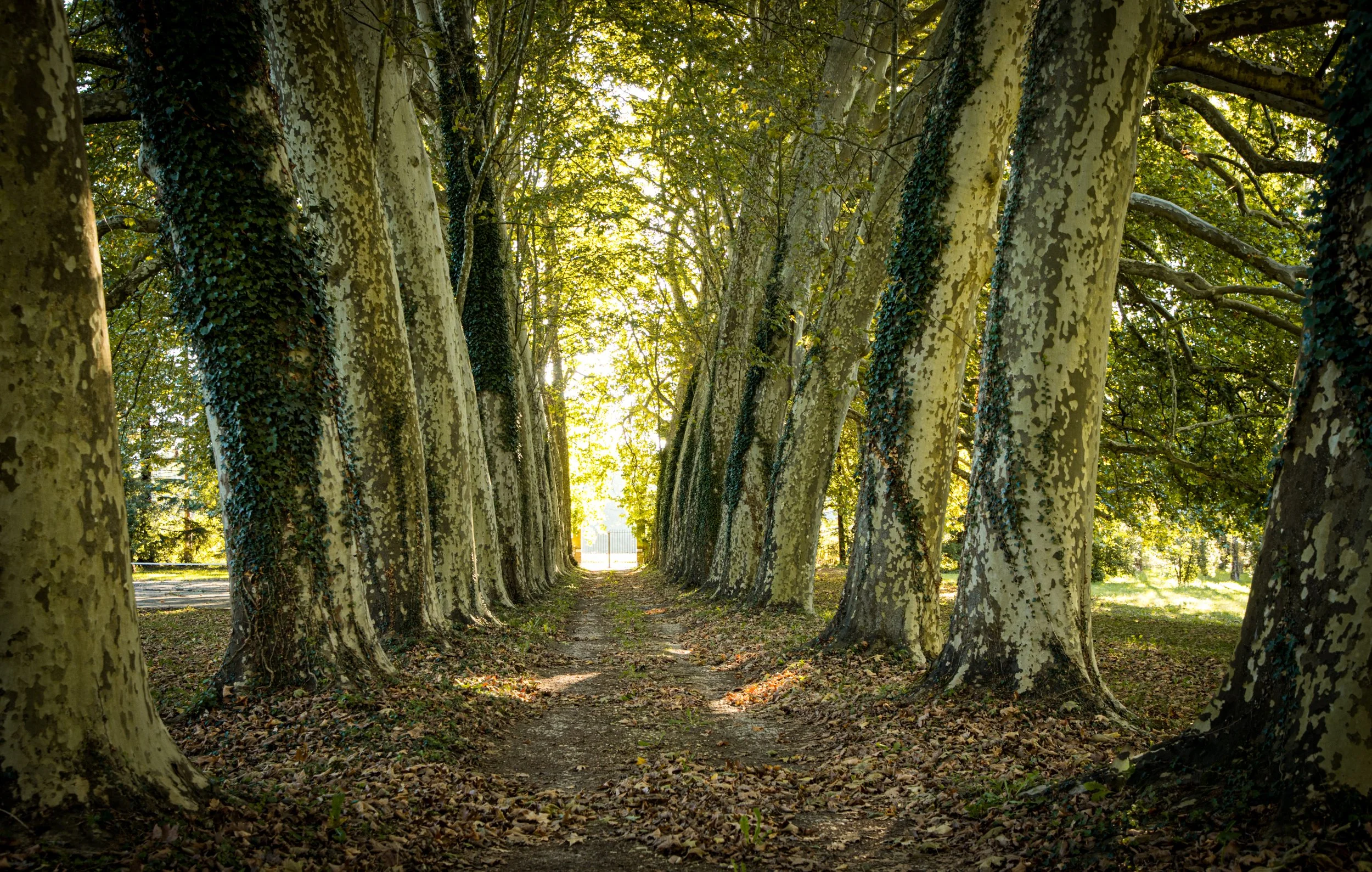 A dirt pathway through a forest with tall trees on each side, green leaves overhead, sunlight filtering through, and fallen leaves on the ground.