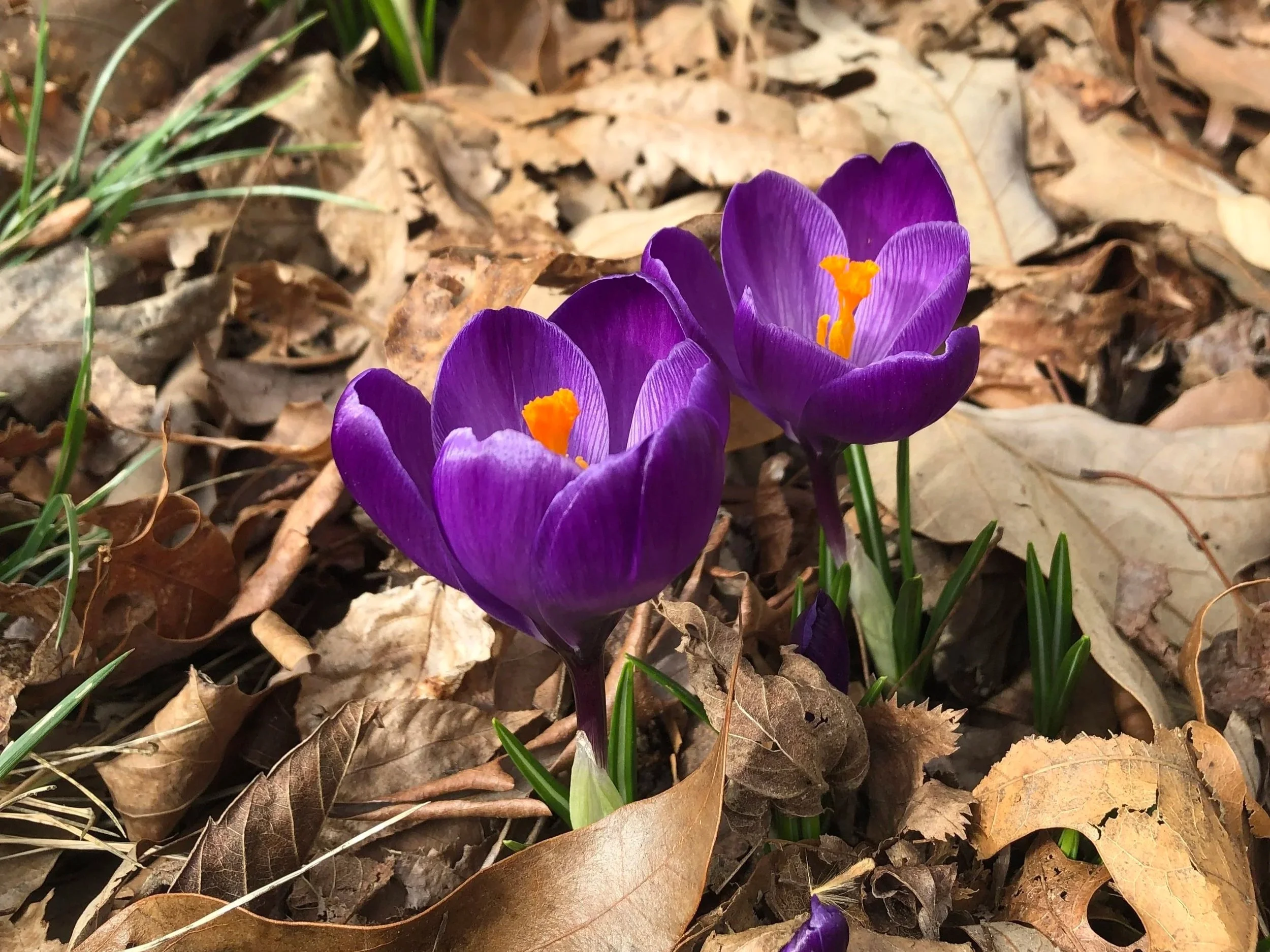 On resisting our own expansion