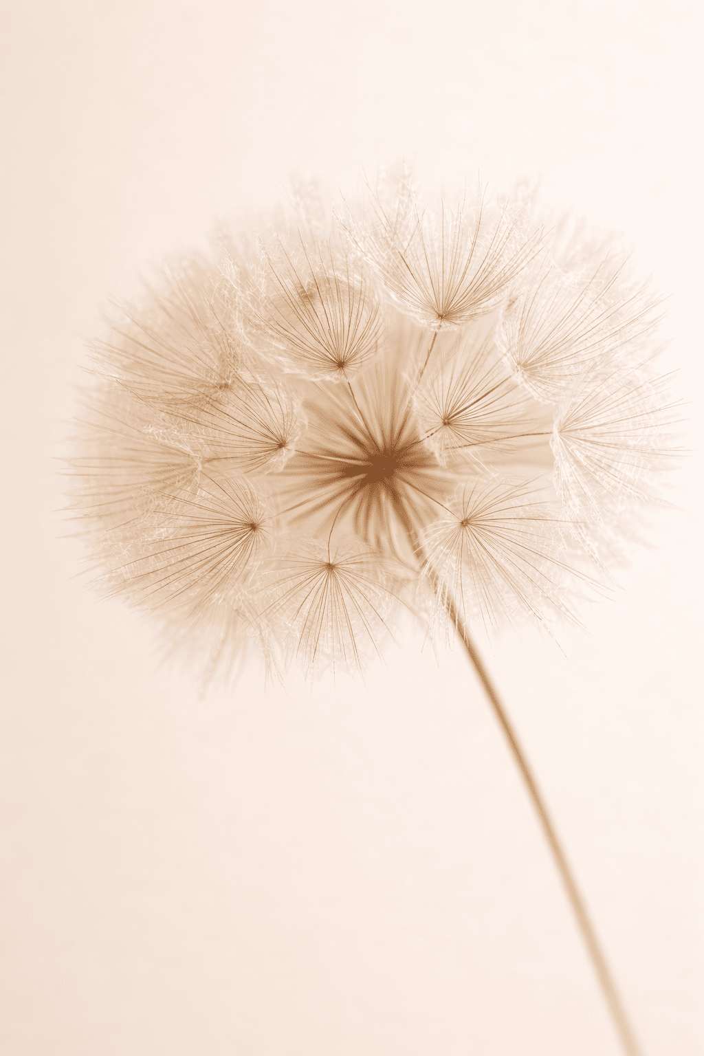 The Spirit of Life - Music - Transcended Master