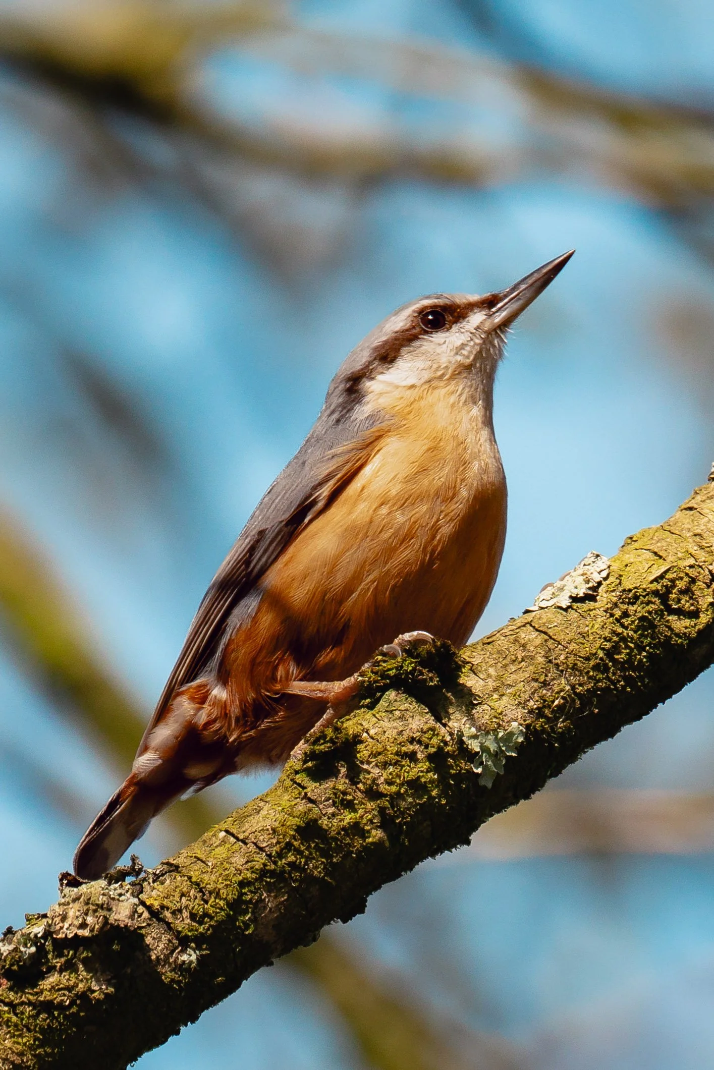 A small nuthatch perched on a moss-covered tree branch, with a blue sky background.