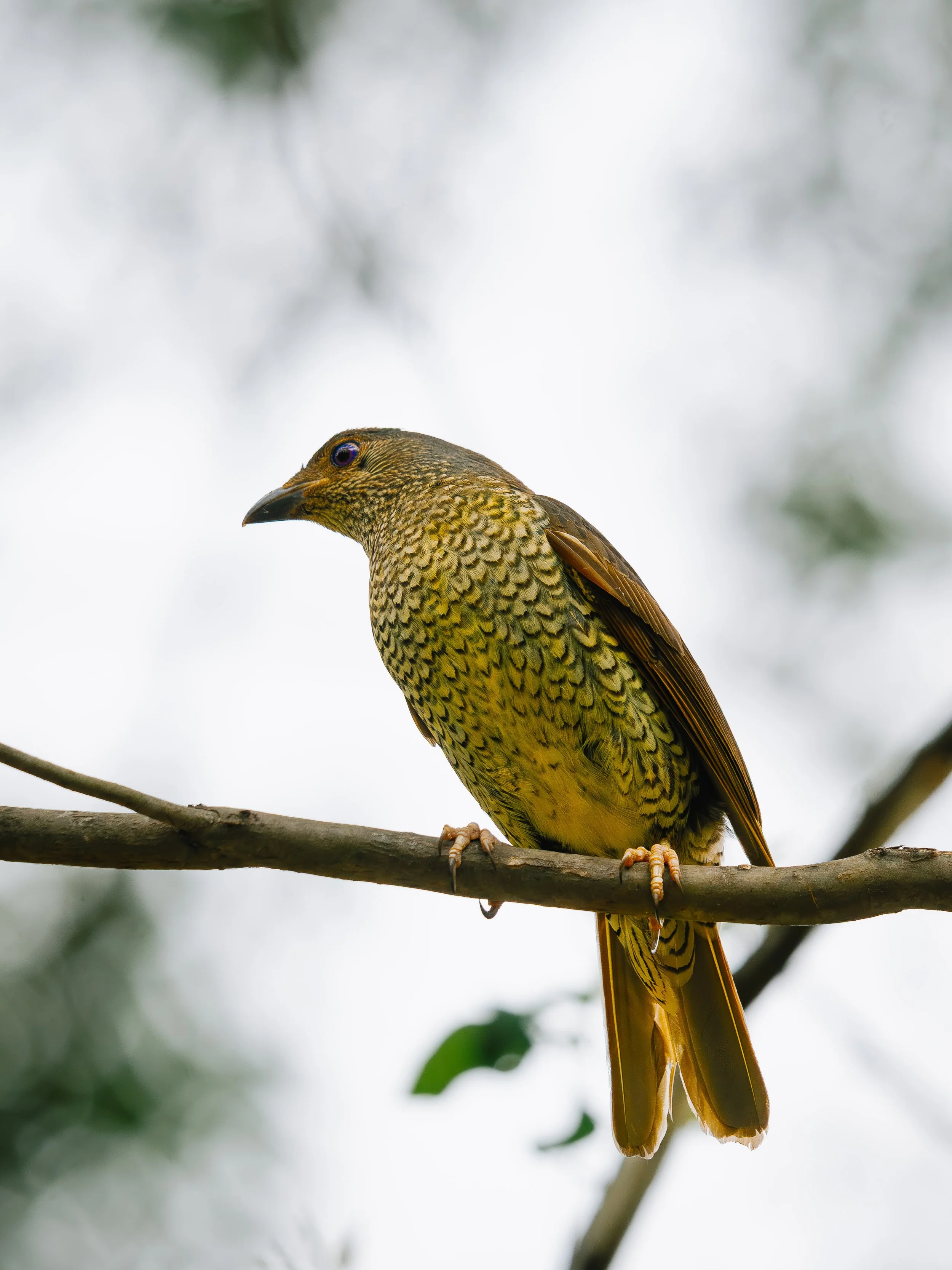 A female satin bowerbird perched on a tree branch with a blurred background.