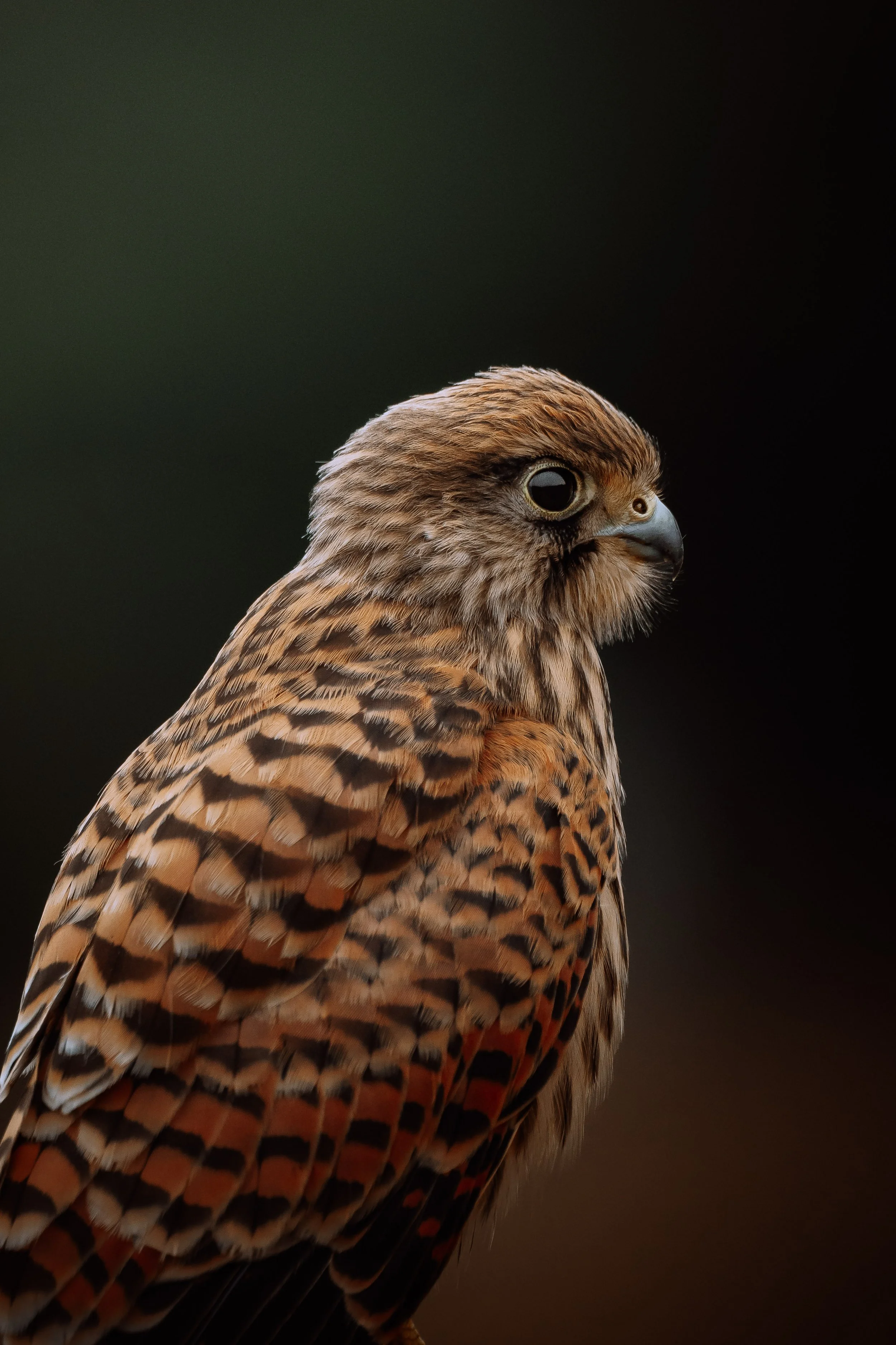 Close-up of a perched juvenile kestrel, with detailed feathers and a dark, blurred background.