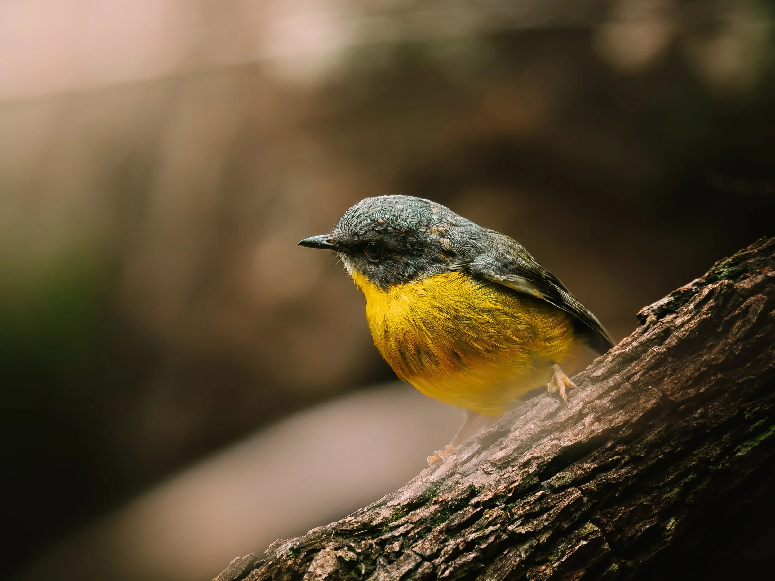 A small eastern yellow robin with a grey head and a yellow breast perched on a tree branch.