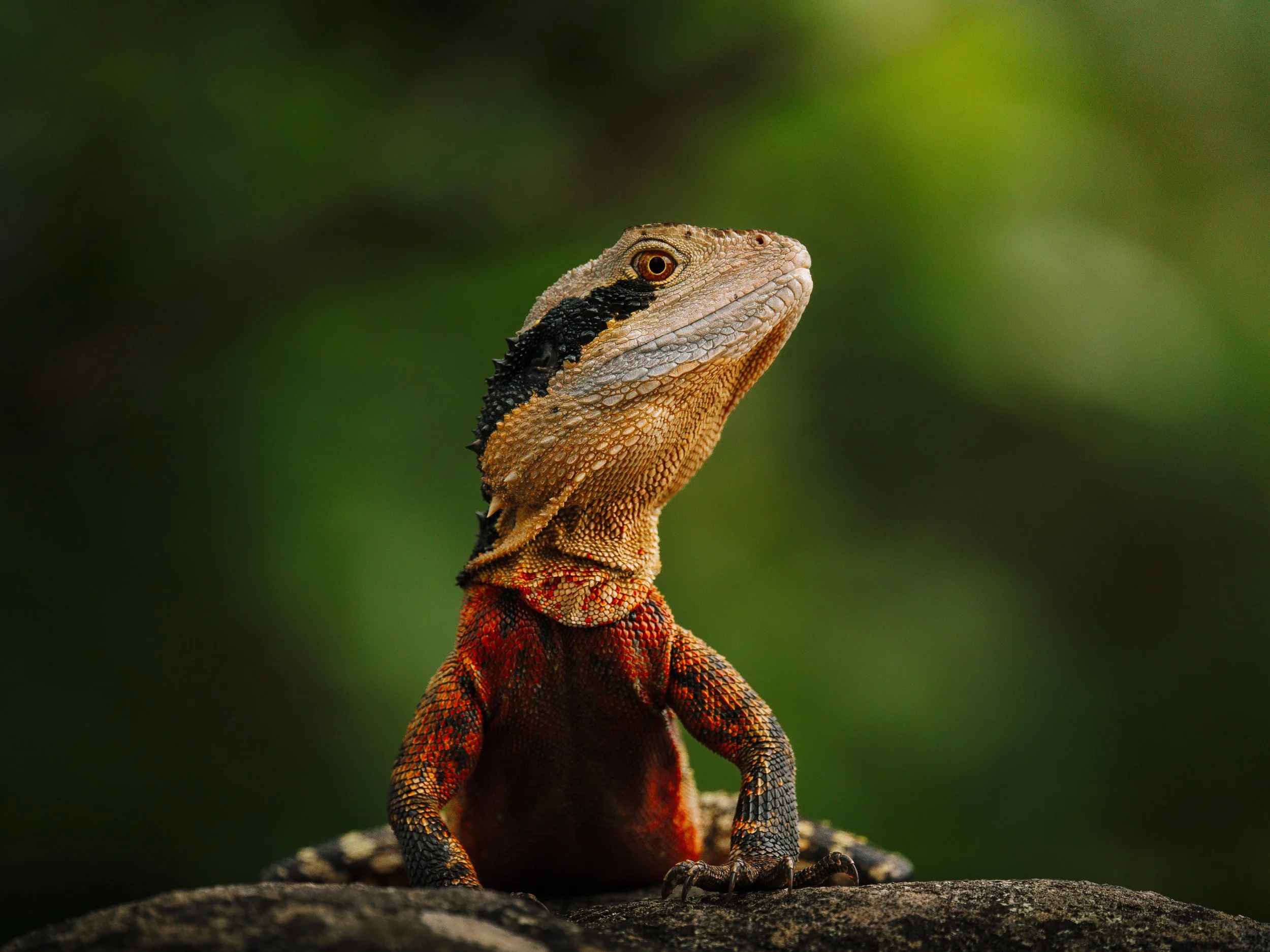 Close-up of a colorful lizard with a textured body and a raised head, sitting on a rock with a blurred green background.
