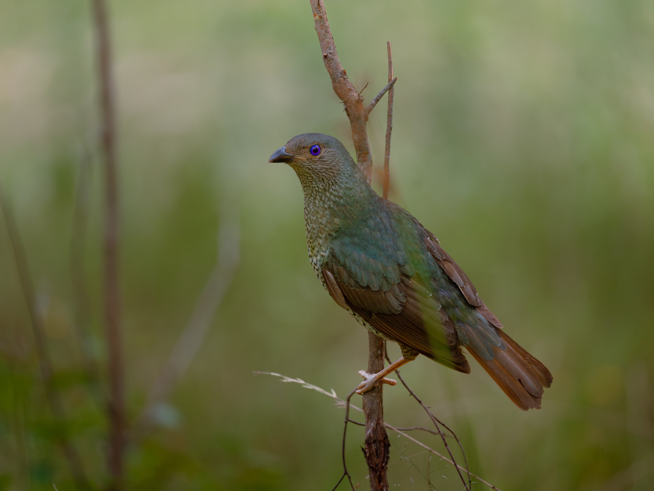 A female satin bowerbird with purple eyes perched on a thin branch in a green, blurred natural background.