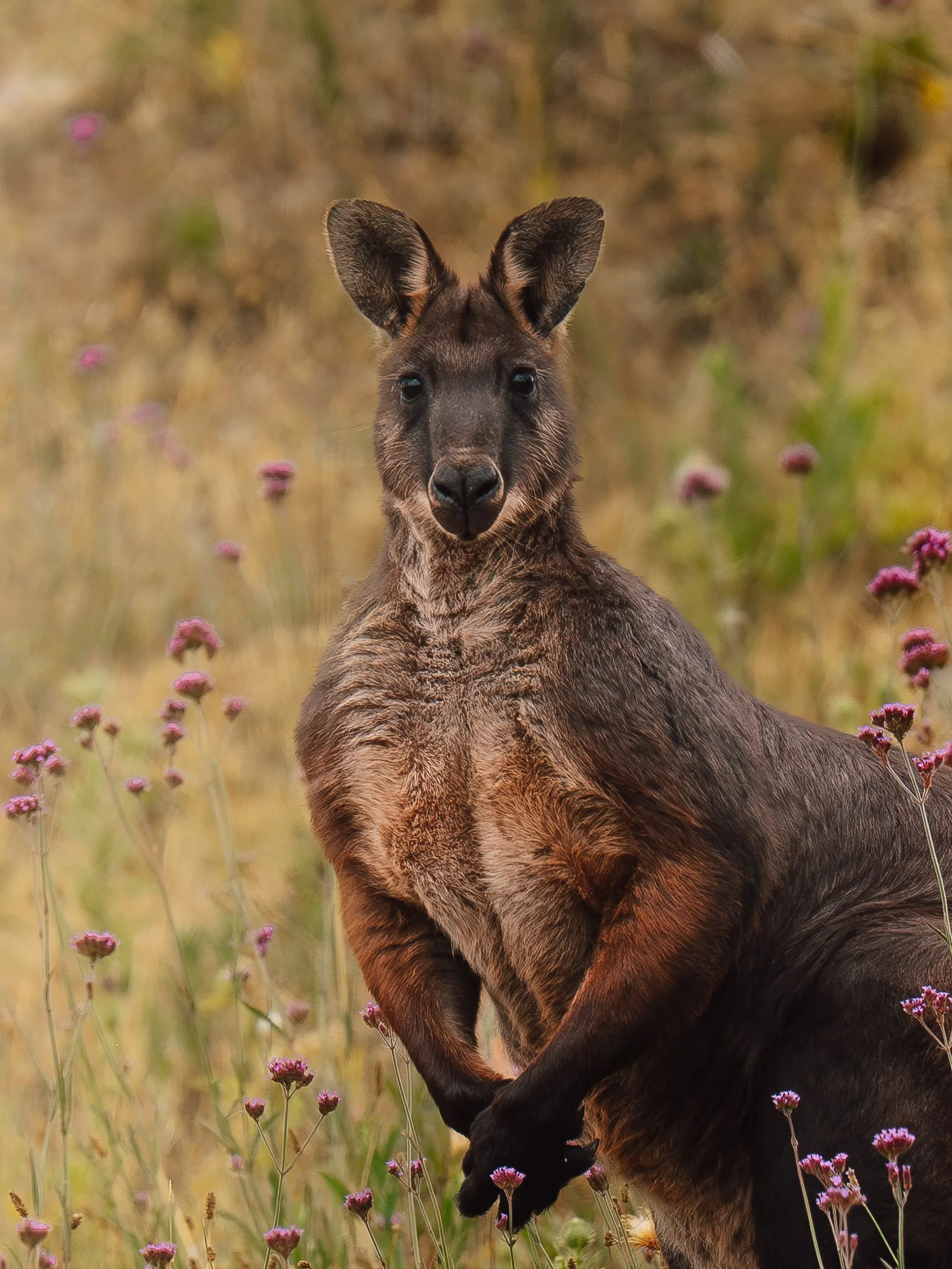 A male wallaroo standing in a field of purple flowers with a blurred natural background.