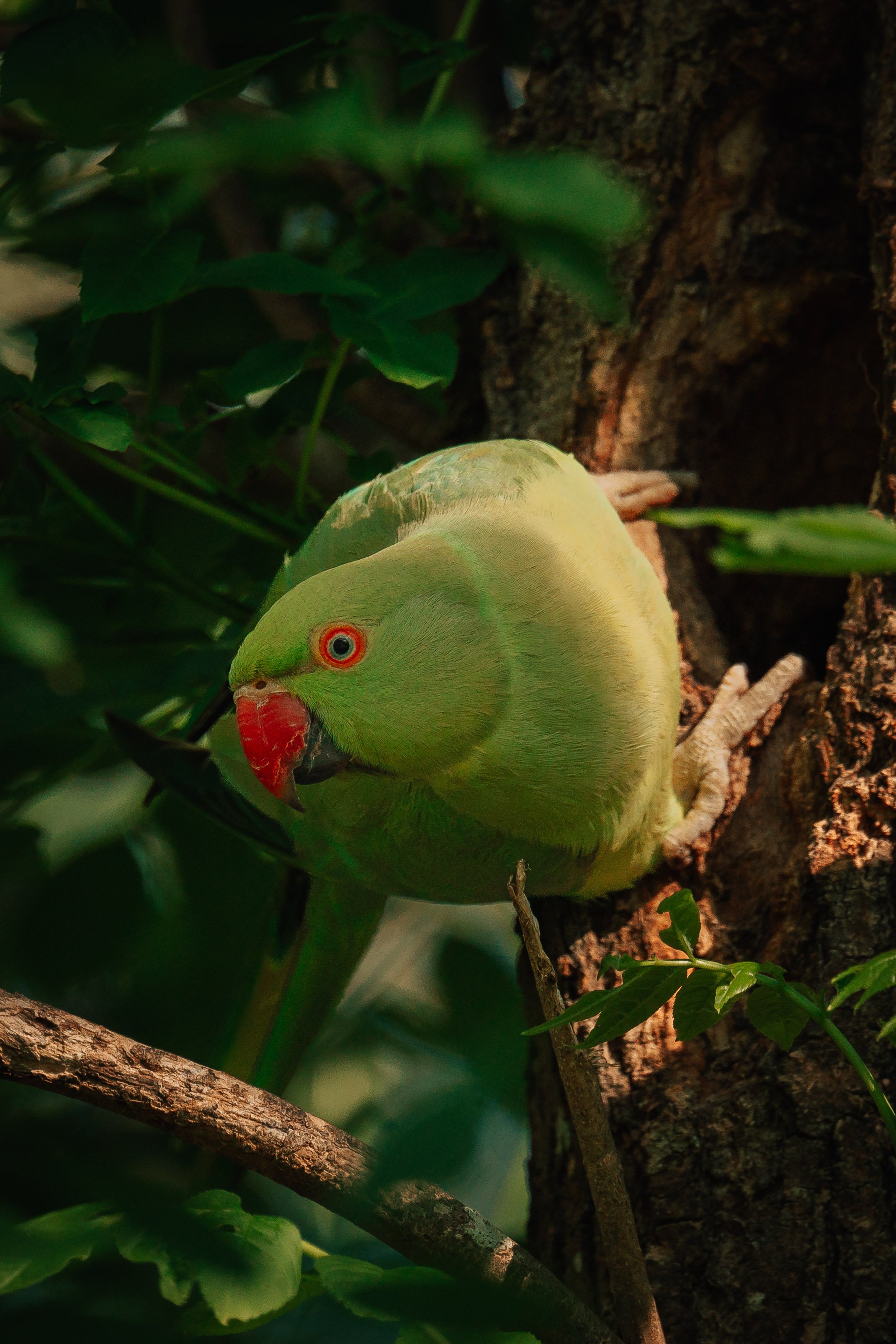 A green ring-necked parakeet with a red beak perched on a tree branch surrounded by green leaves.