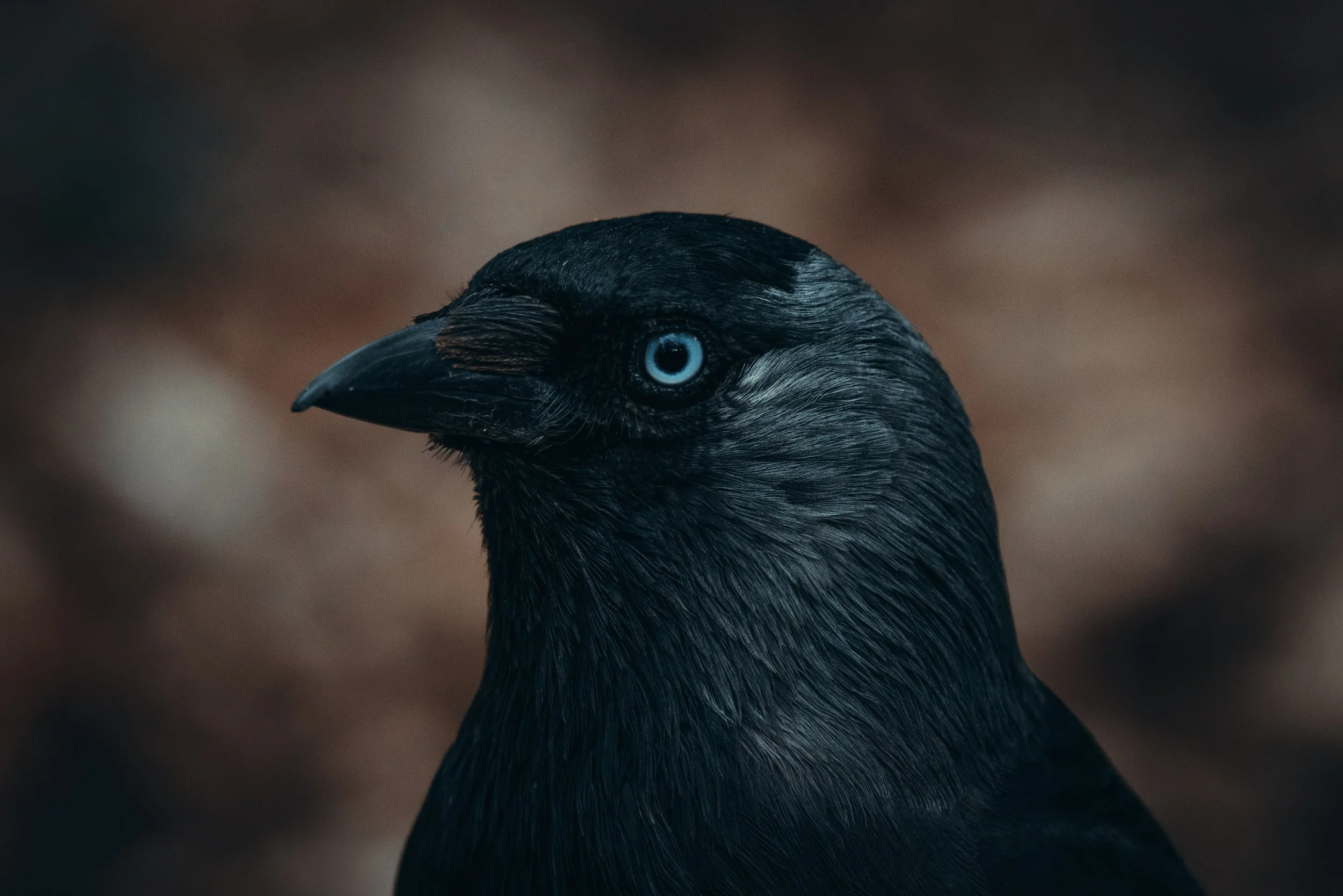 Close-up of a black jackdaw with blue eyes against a blurred brown background.