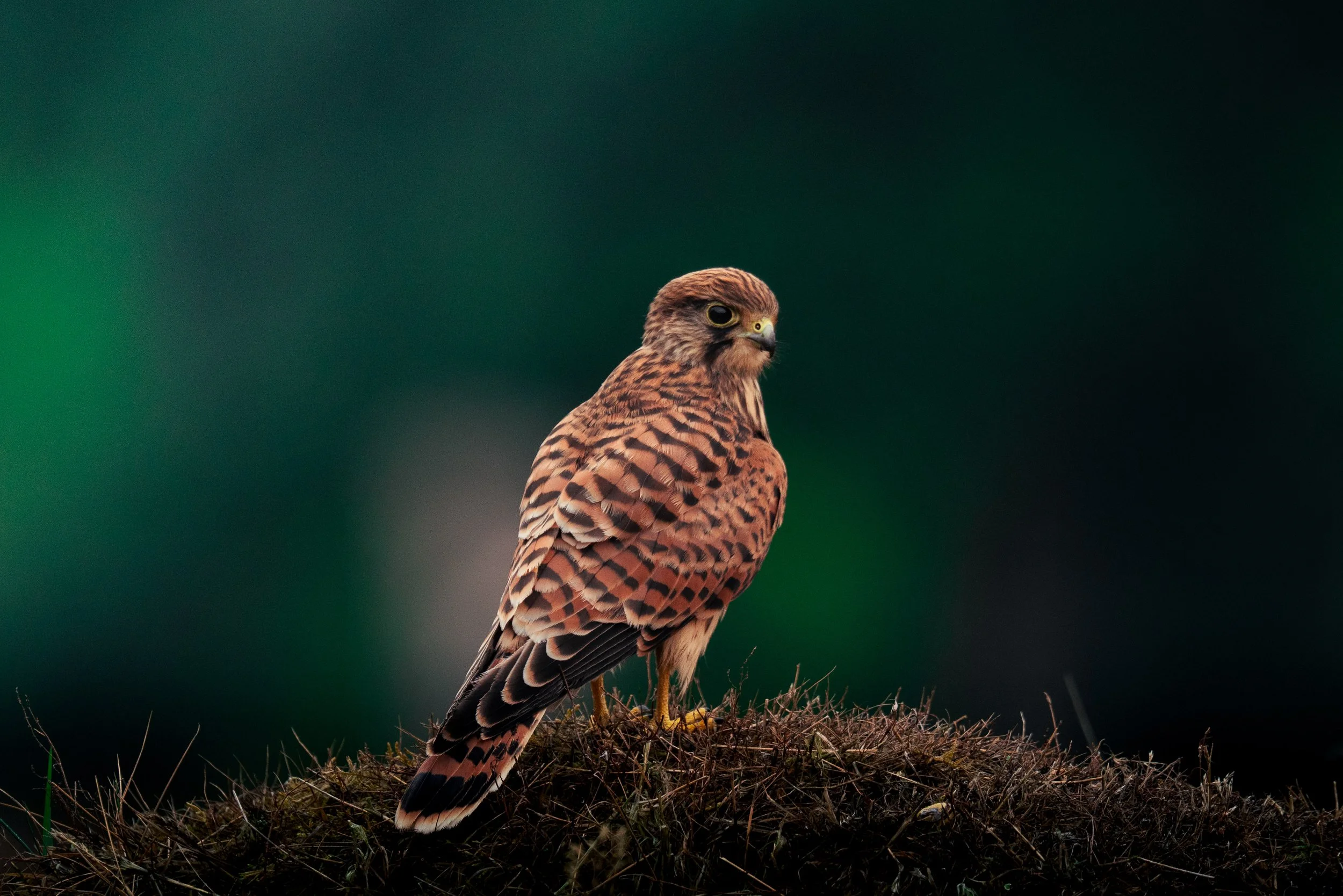 A kestrel, perched on a patch of grass with a dark green and black blurred background.