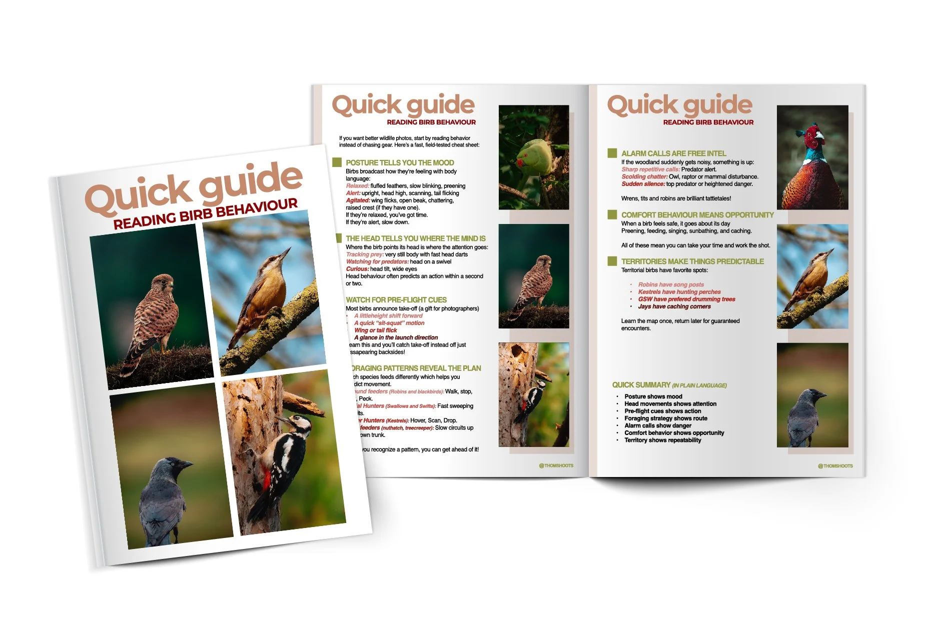 Quick guide to reading bird behaviour