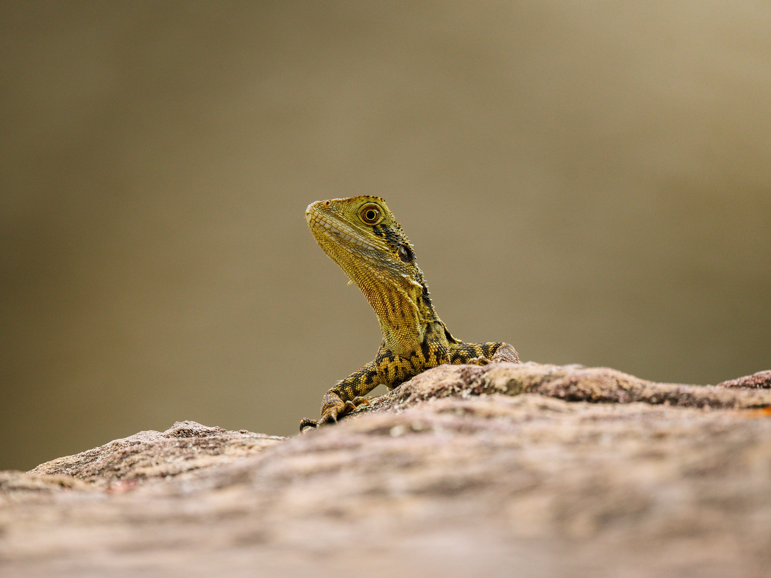 Close-up of a small juvenile eastern water dragon on a rock with a blurry beige background.