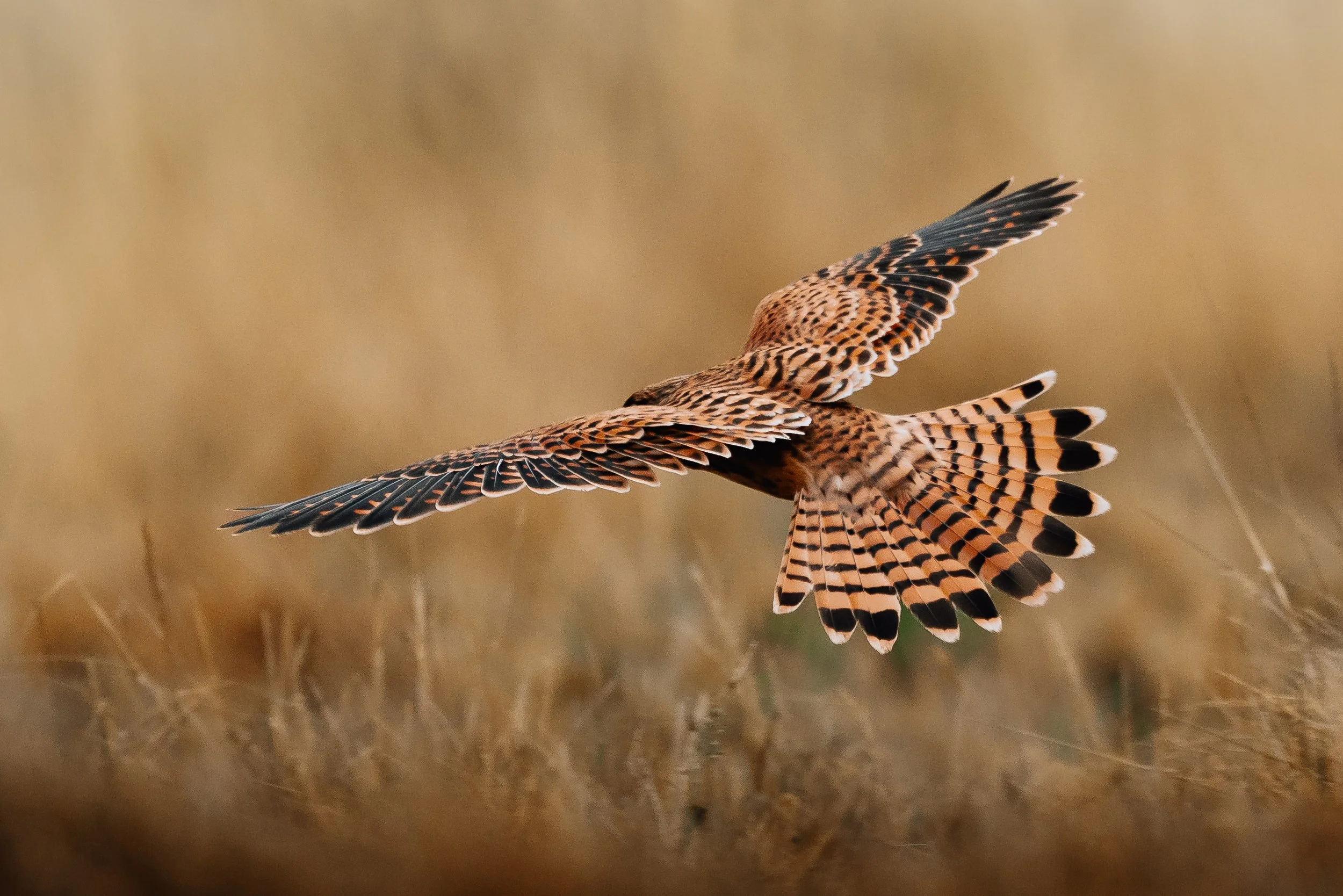 A juvenile kestrel, flying low over a grassy field with its wings spread wide and tail fan open, showing detailed orange and black plumage.