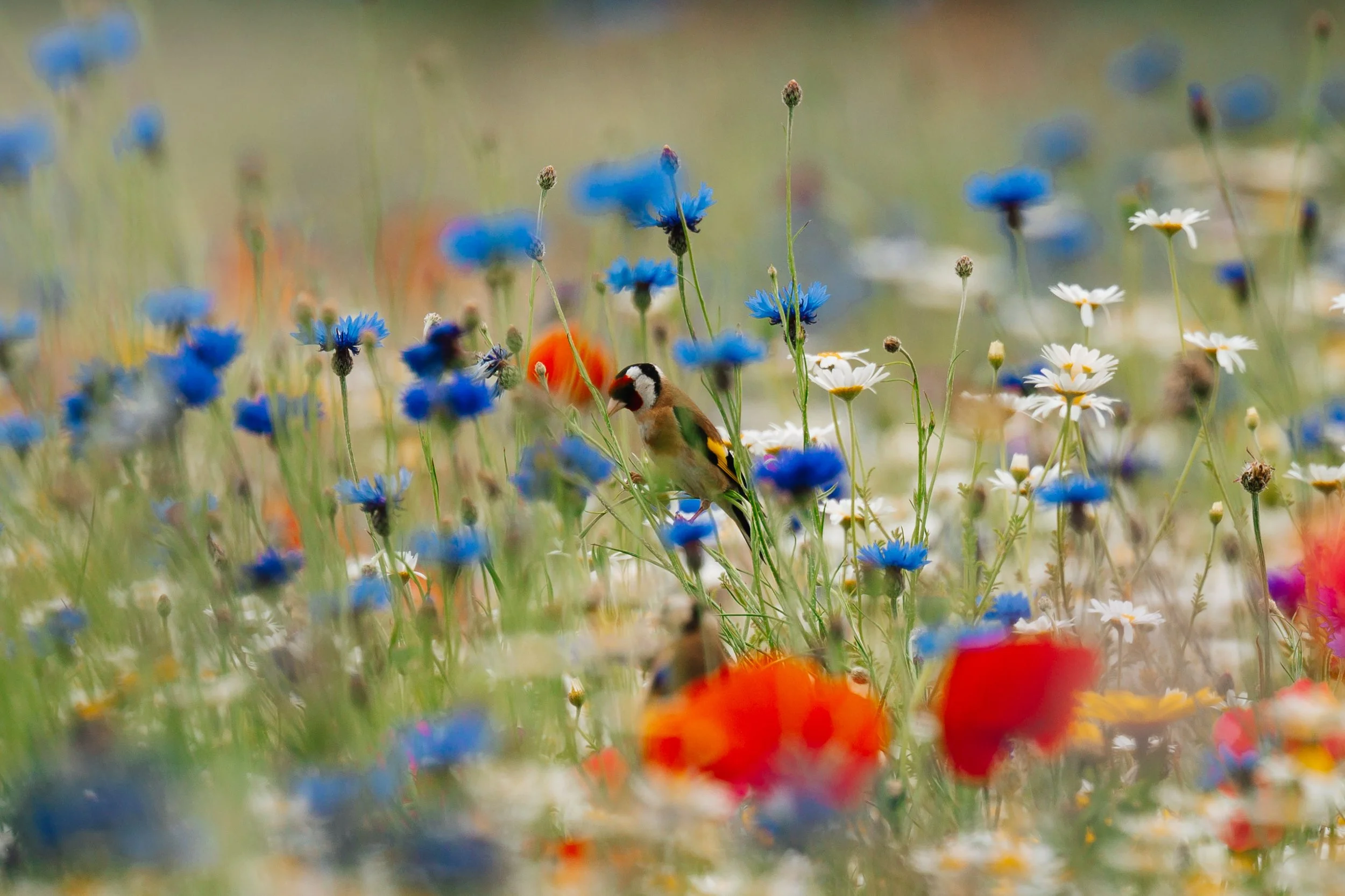 A colourful goldfinch, perched among wildflowers that include blue cornflowers, white daisies, and red poppies in a field.