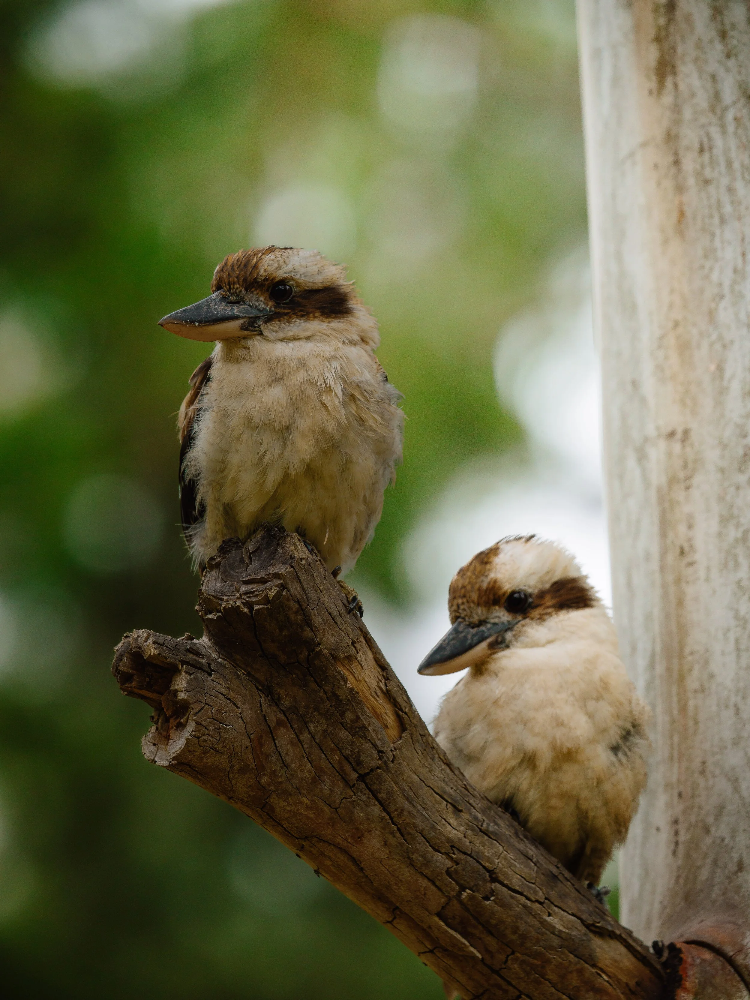 Two young kookaburra birds perched on a tree branch with a blurred green background.