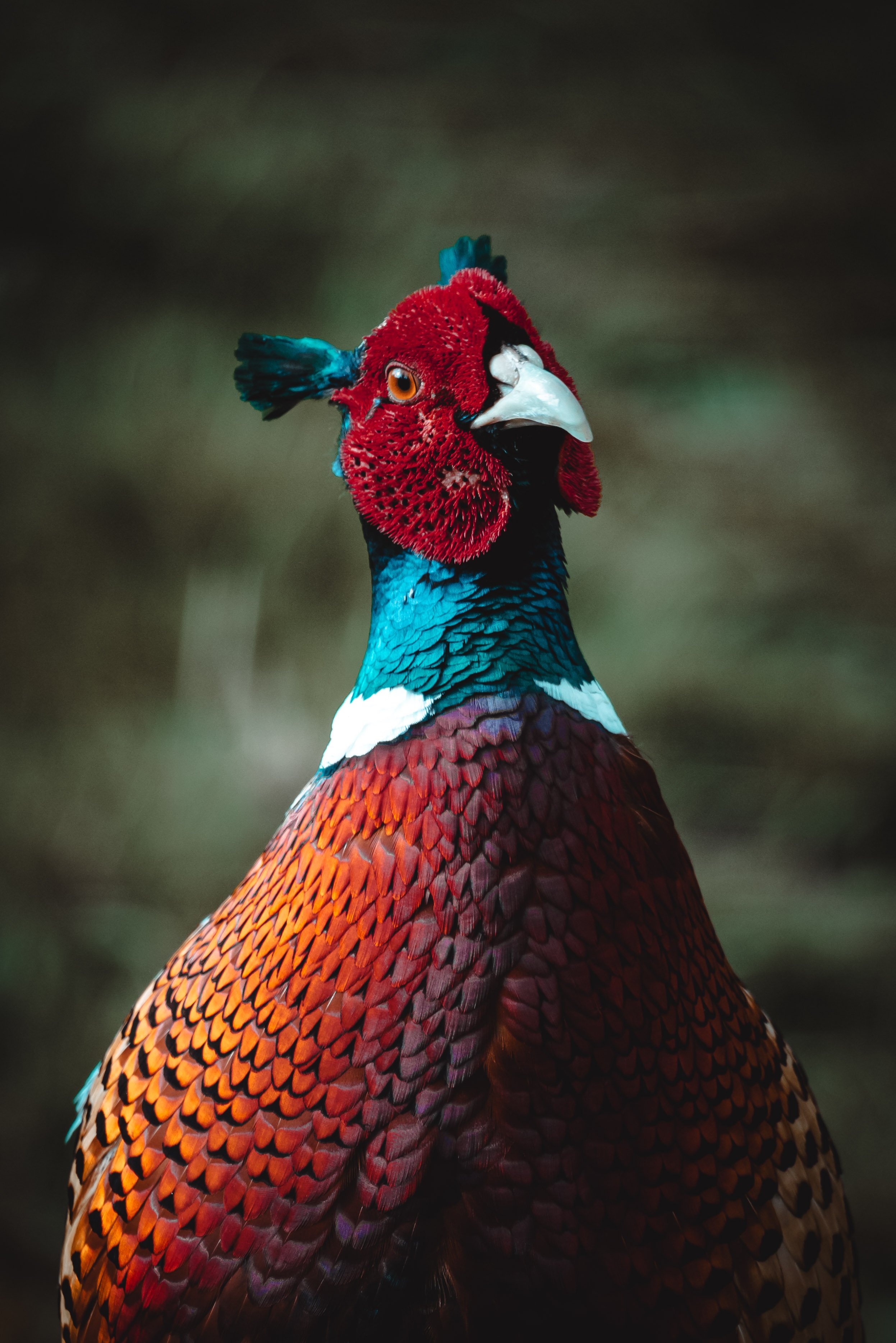 Close-up of a colorful pheasant with a red, black, and white head, bright blue neck, and orange-brown patterned feathers on its body.