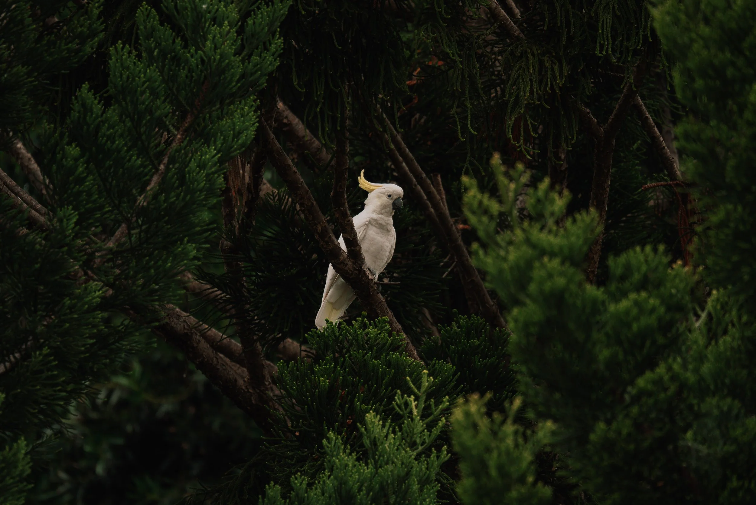A sulphur crested cockatoo with a yellow crest perched on a branch within a dense, green coniferous tree