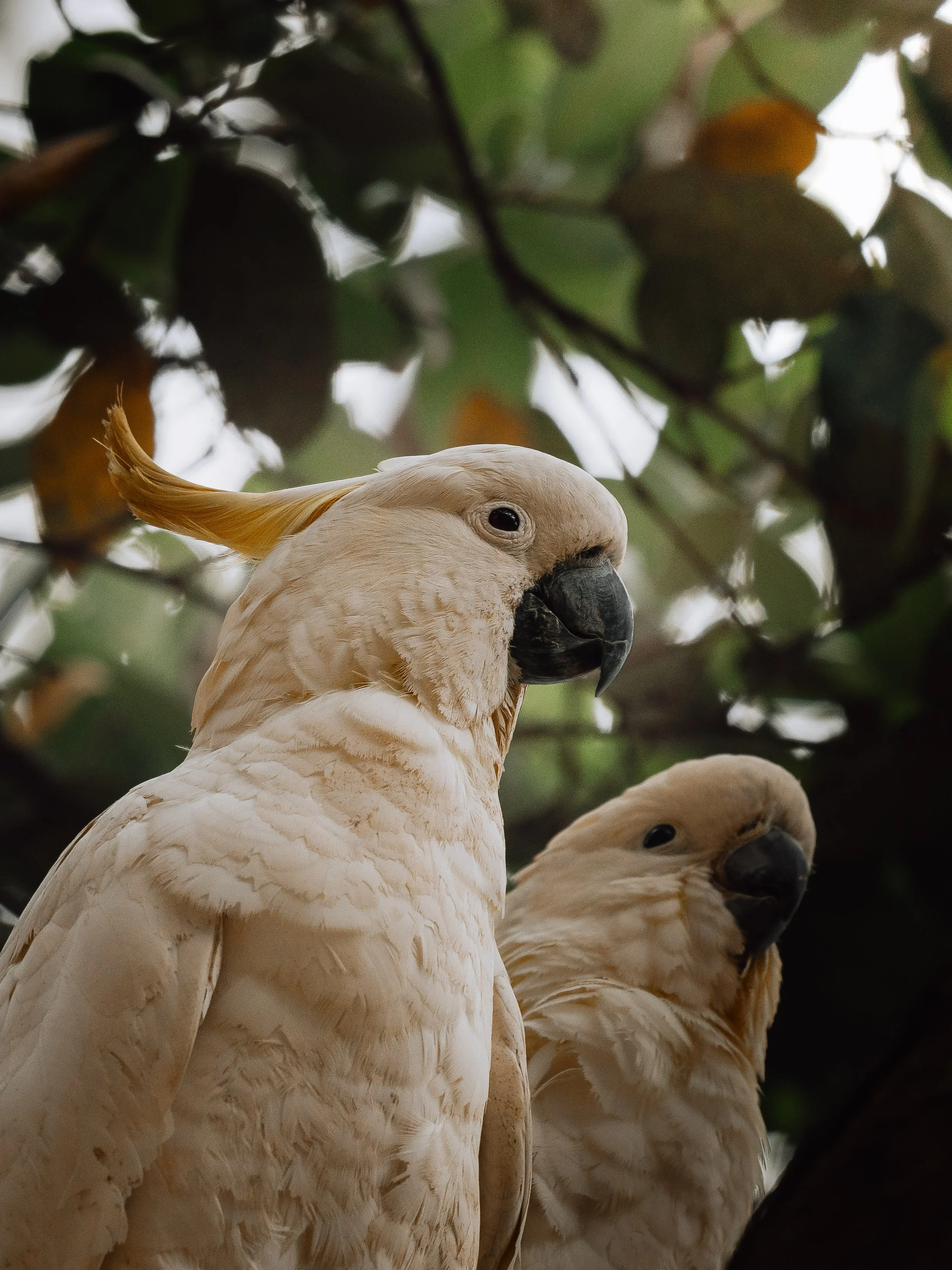 Two sulphur crested cockatoos perched among green leaves, with one looking directly at the camera and the other slightly turned.