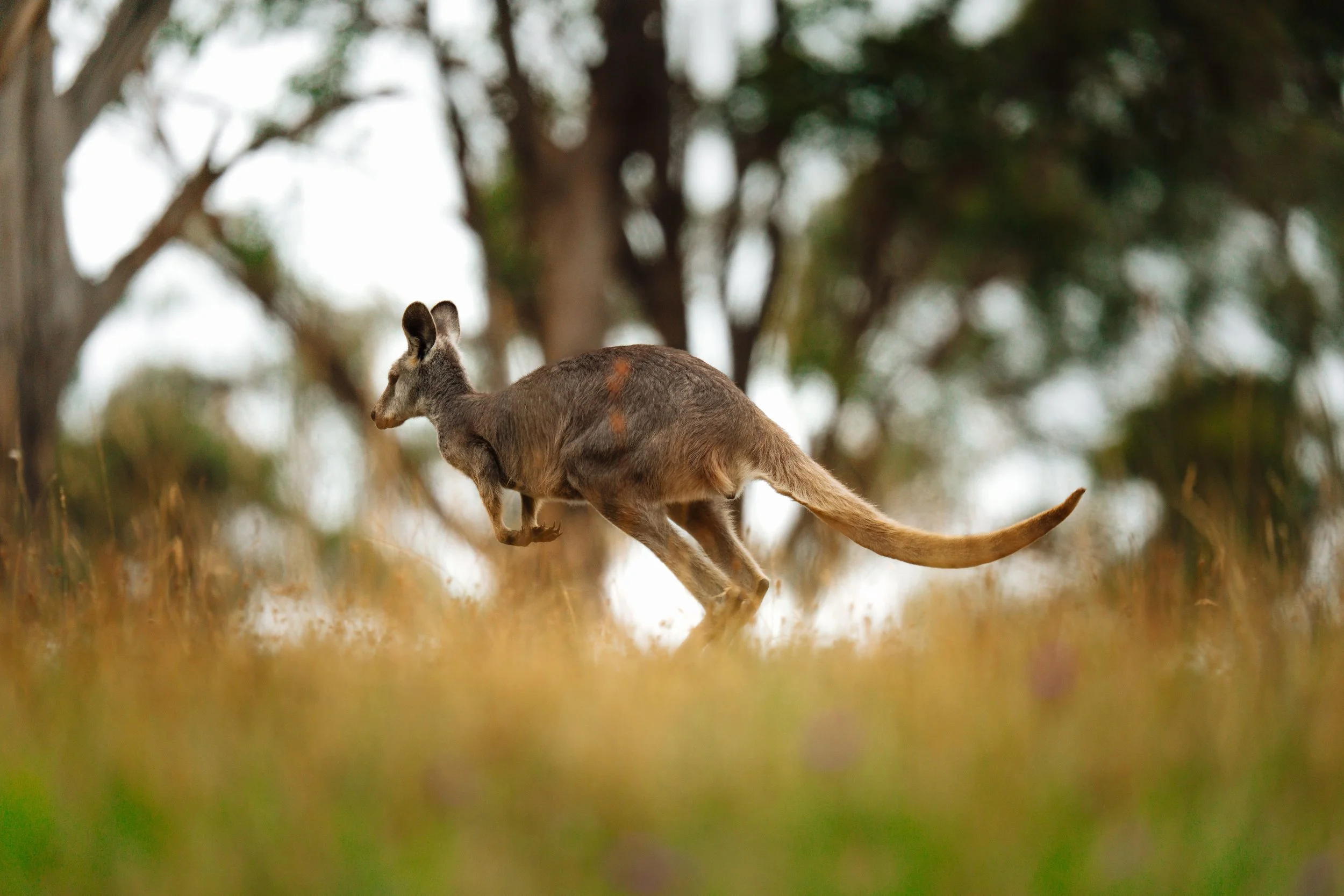 Wallaroo running through a grassy field near trees.