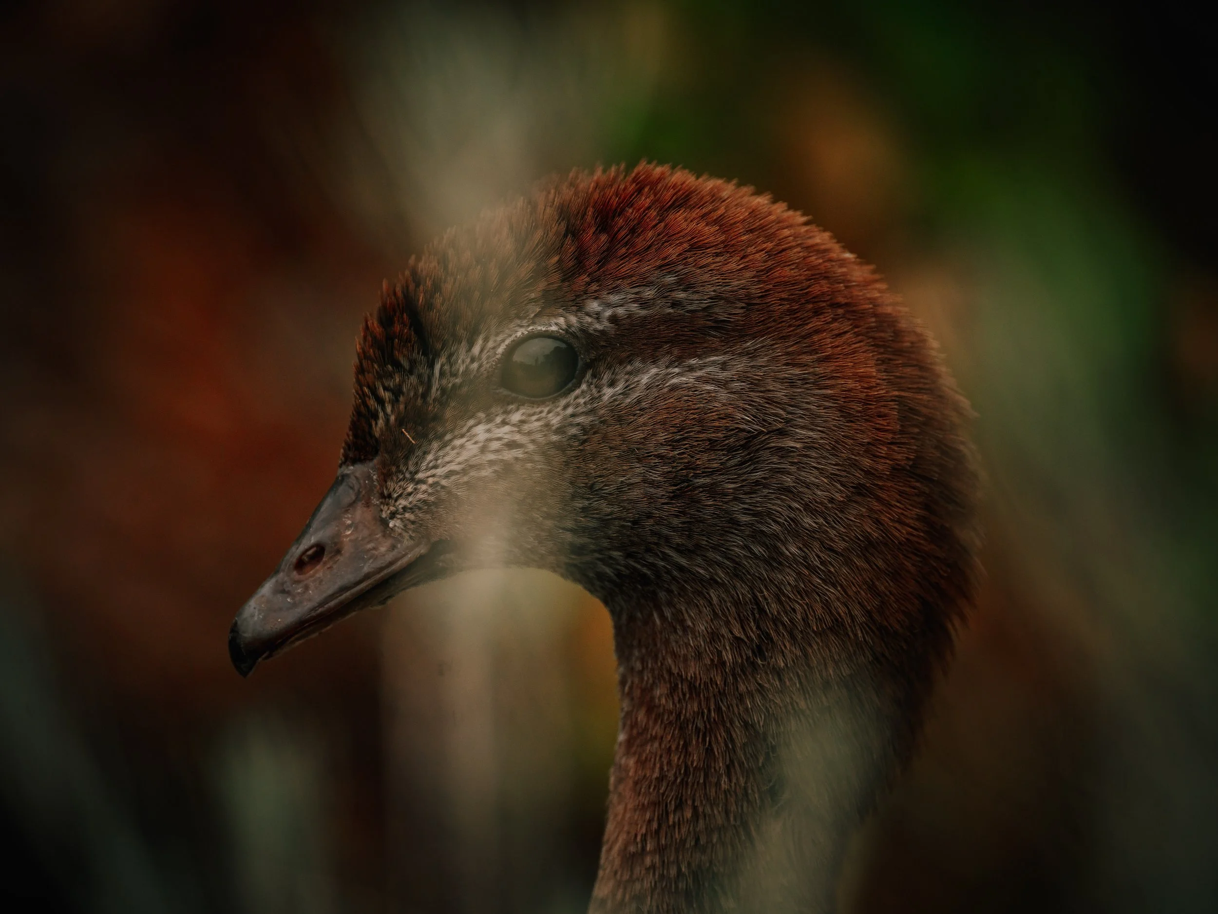 A close-up of an Australian wood duck, showing brown and black feathers, with a blurred green and brown background.